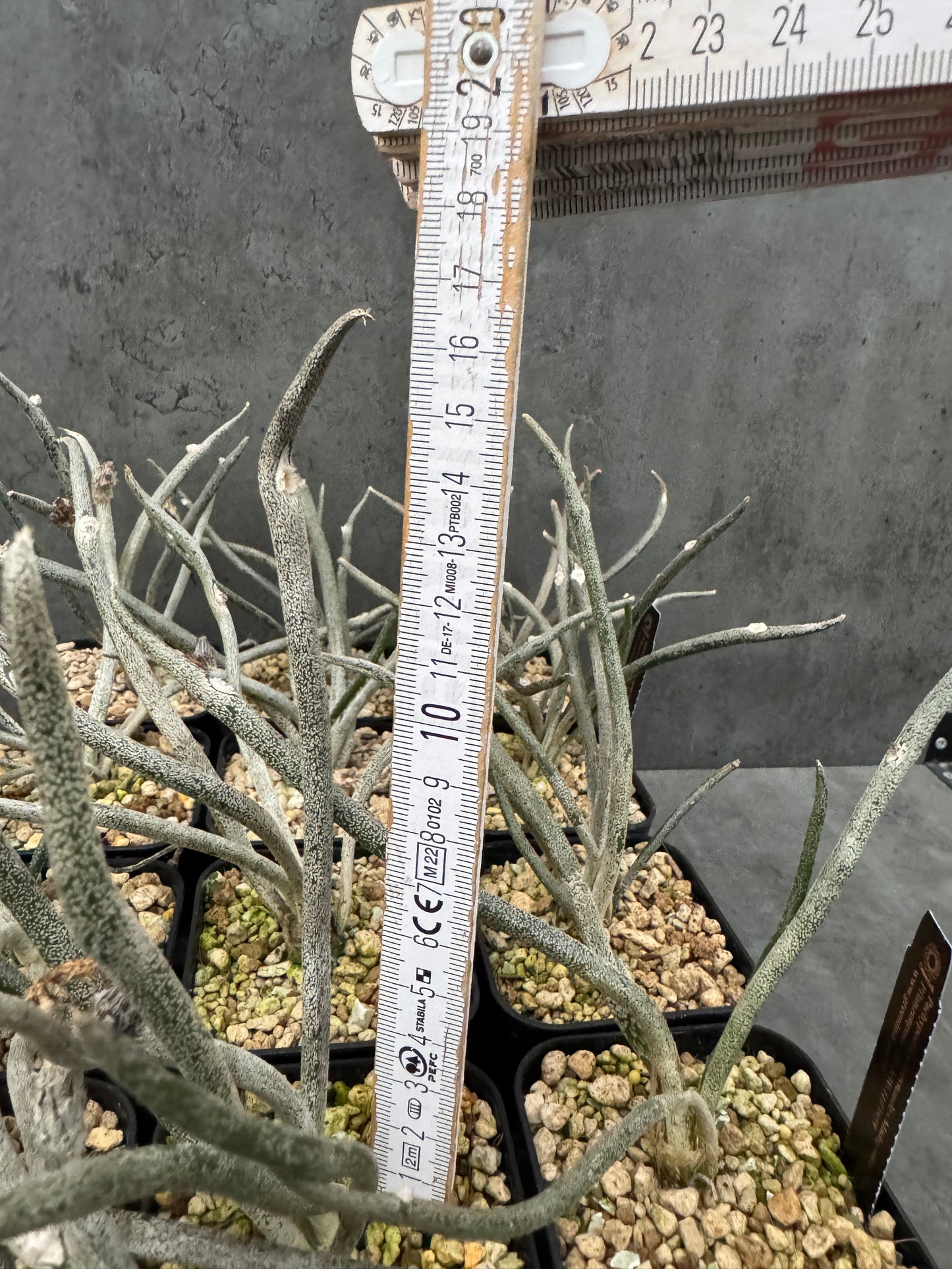 Astrophytum caput-medusae wurzelecht!