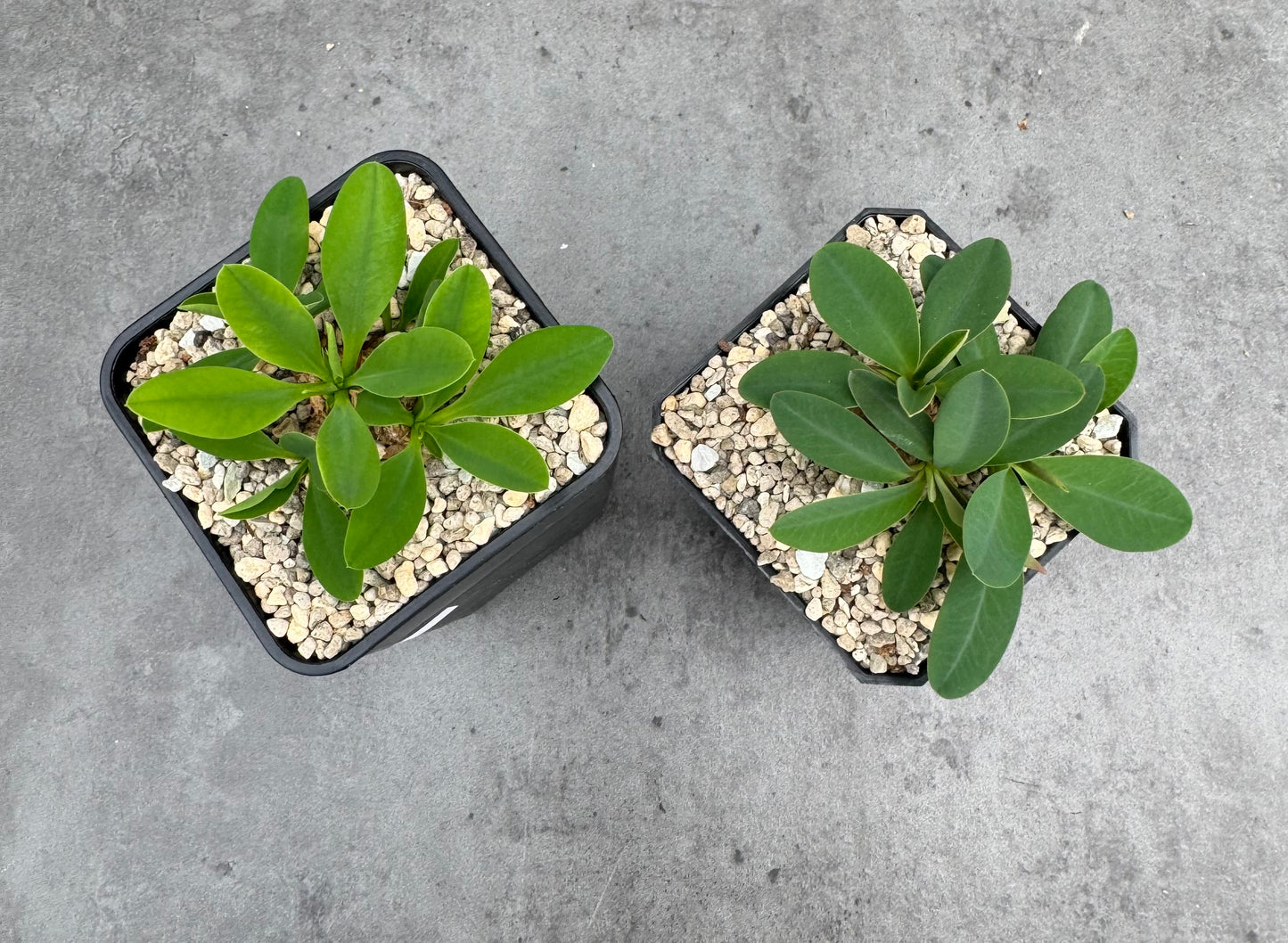 Euphorbia itremensis