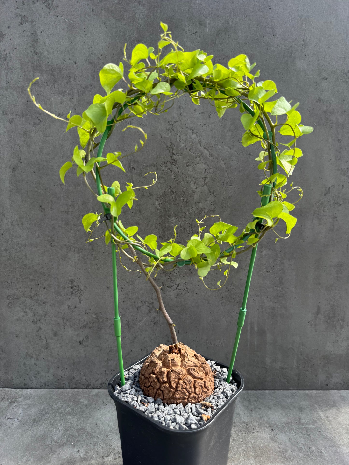 Dioscorea elephantipes – vollständig bewurzeltes Exemplar – Dioe-03