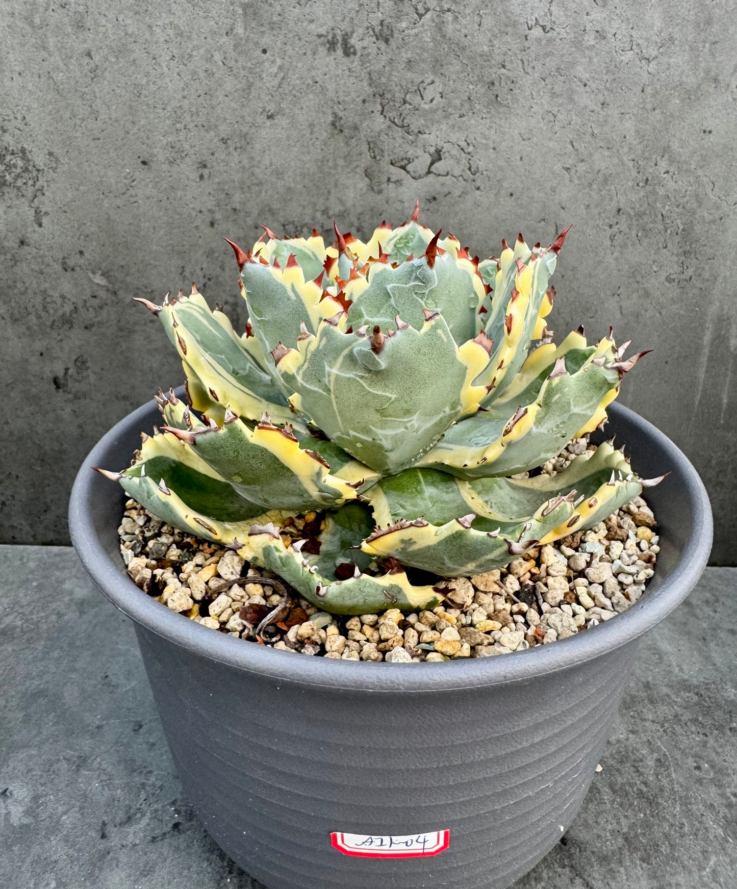 Agave isthmensis kabutogani - Freilandkultur