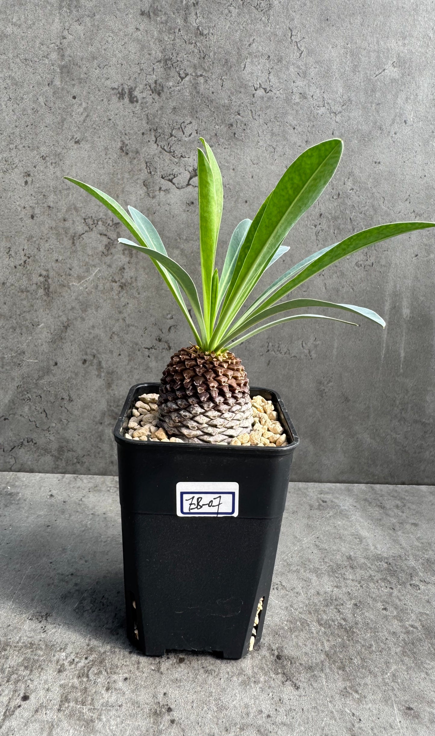 Euphorbia bupleurifolia – Exklusive Caudexpflanze mit Palmen- & Ananasoptik