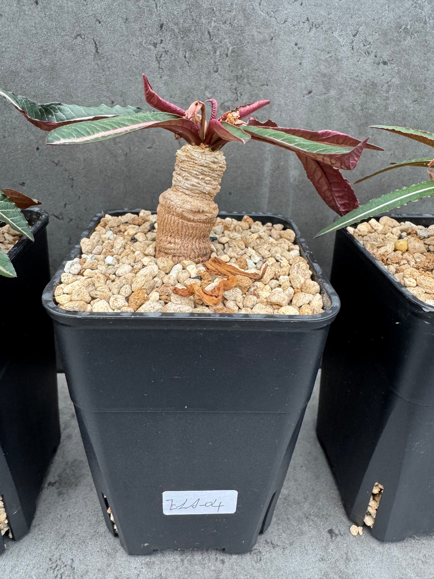 Euphorbia labatii