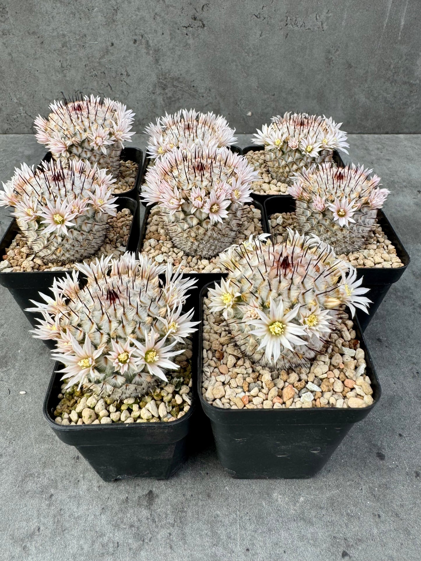 Mammillaria perezdelarosae subsp. andersonii