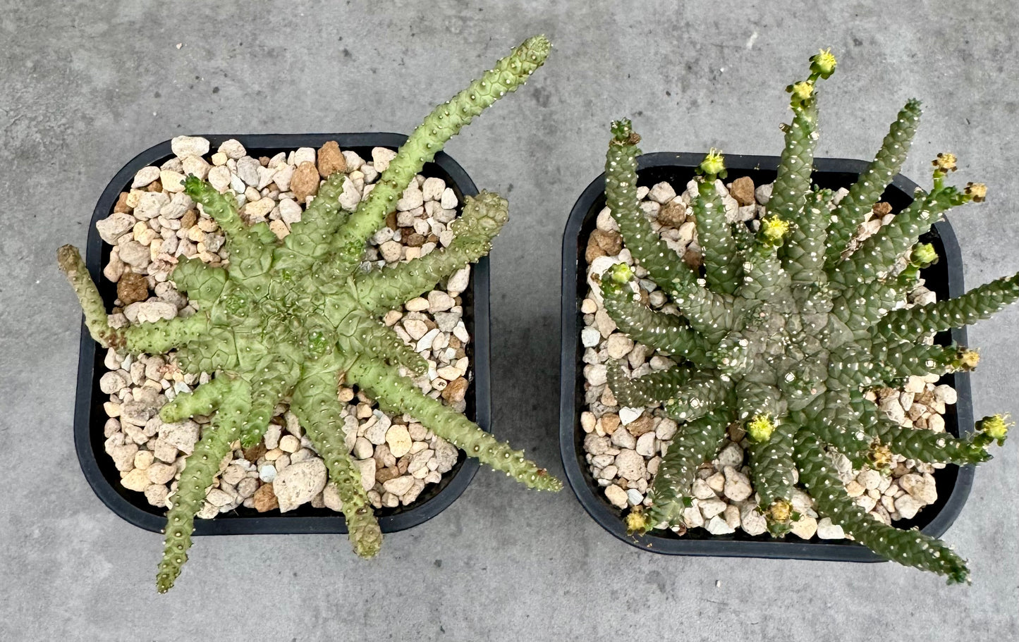Euphorbia brevirama