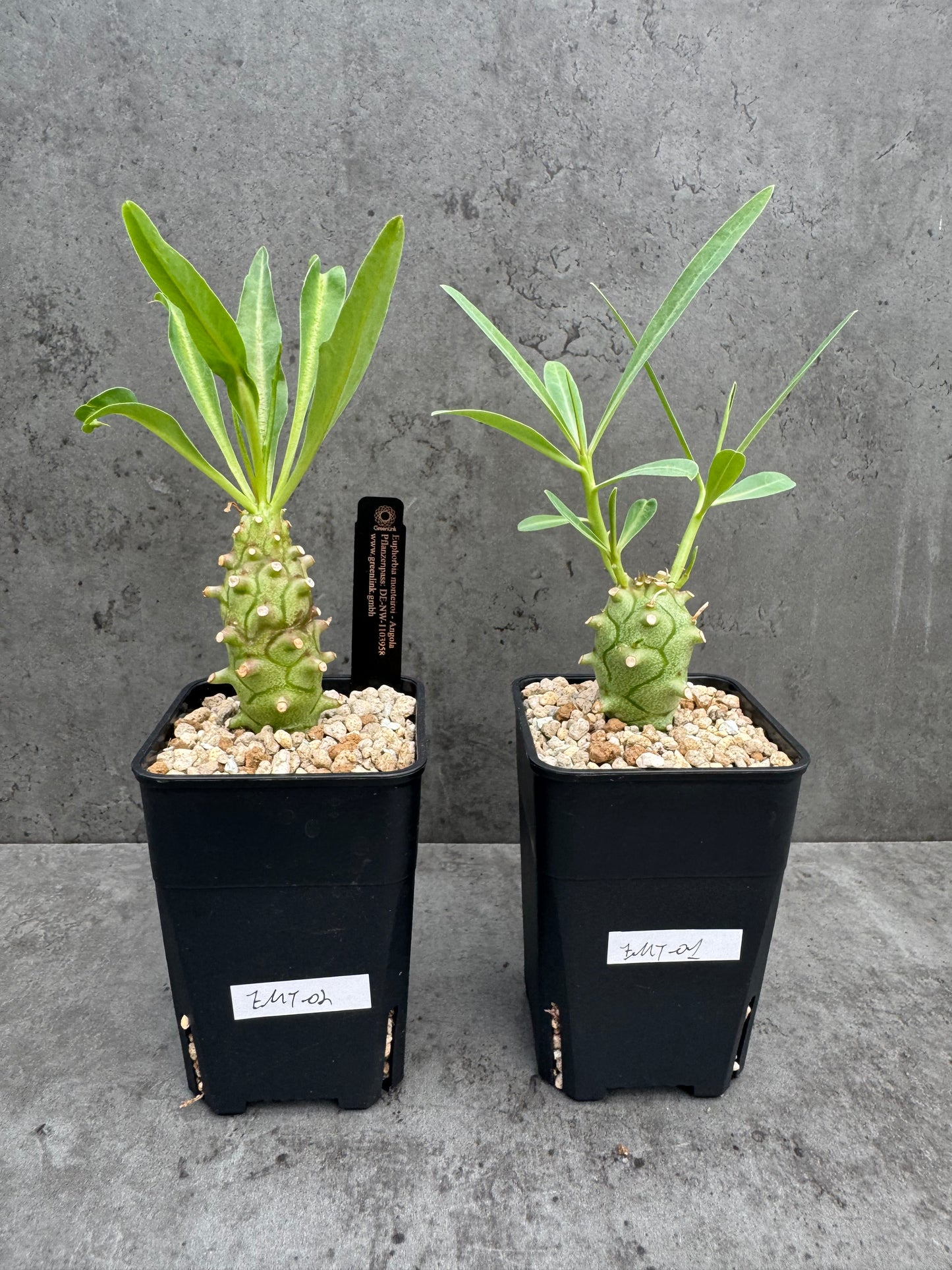 Euphorbia monteiroi - Angola