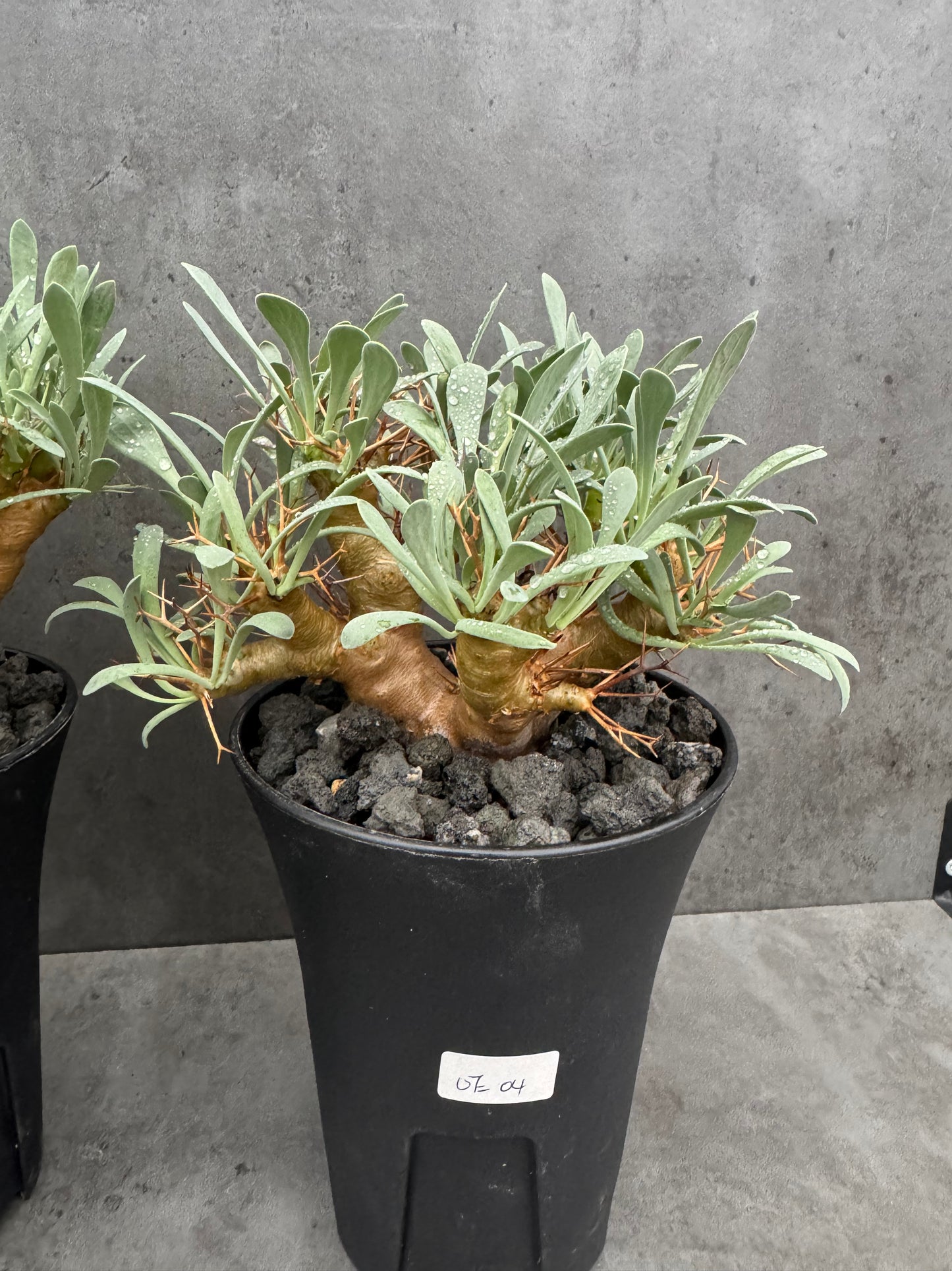 Othonna euphorbioides - Der Monsterbaum der Othonna