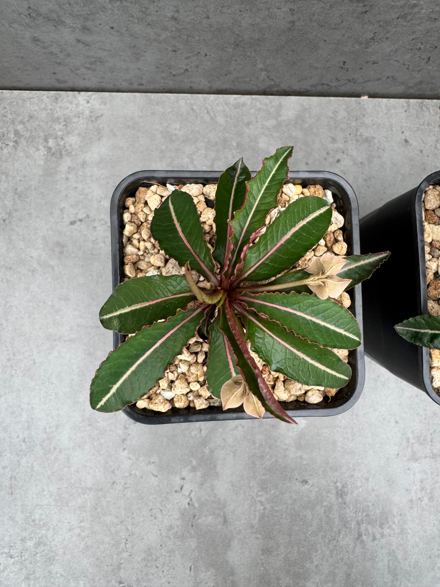 Euphorbia labatii