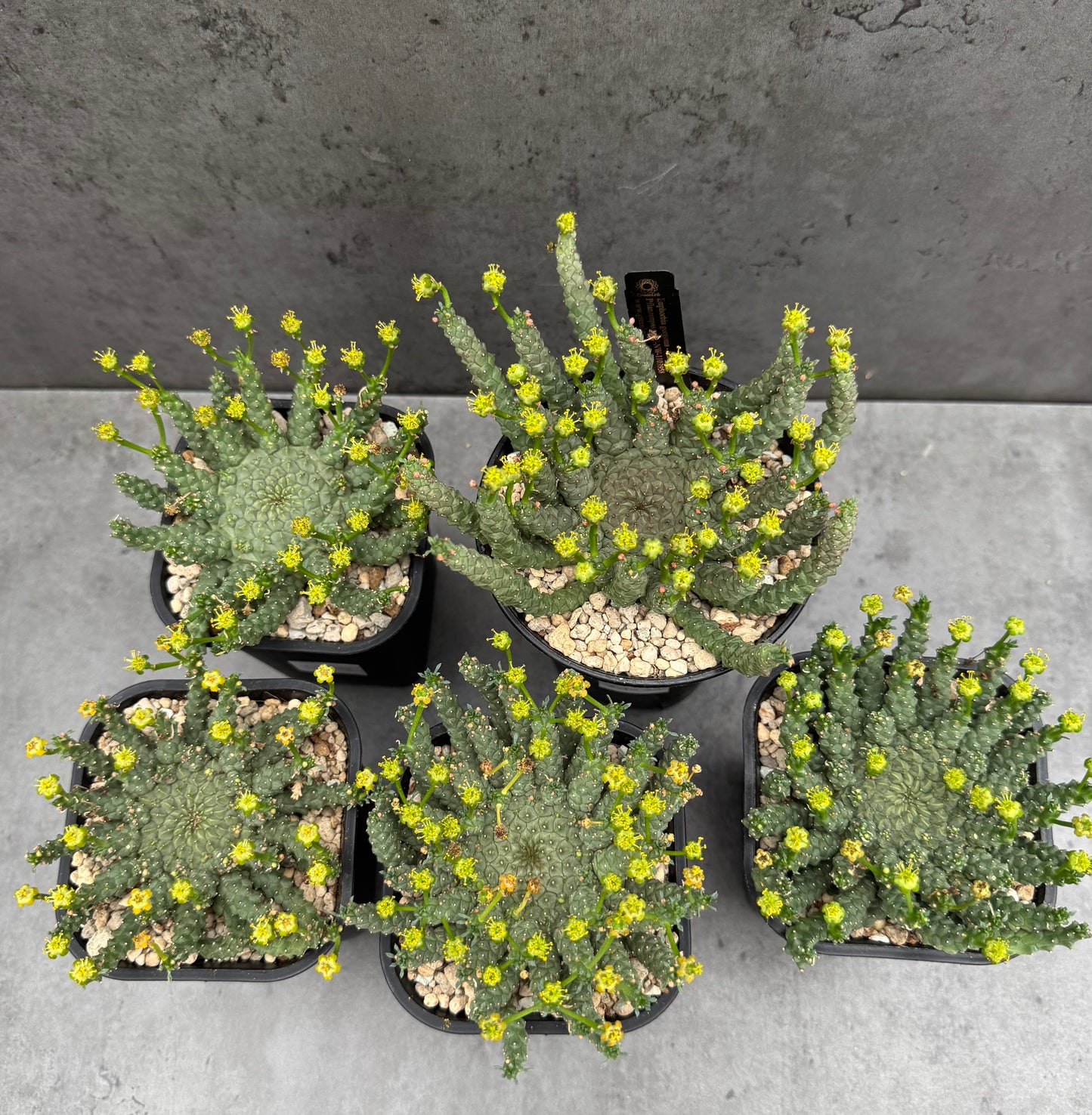 Euphorbia gorgonis