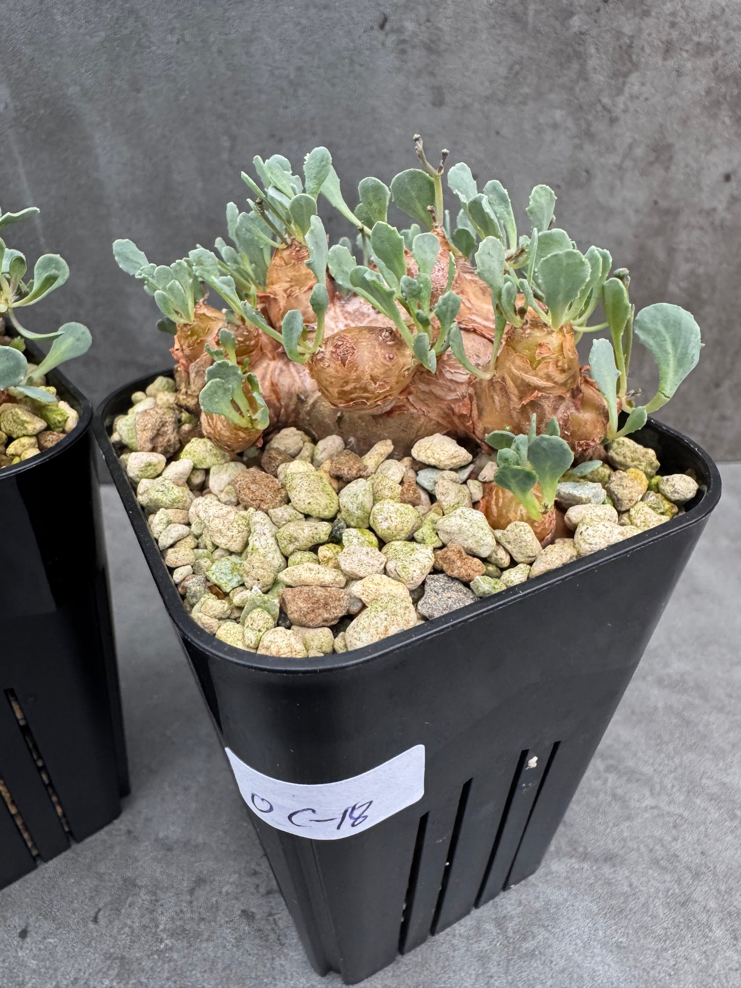 othonna cacalioides - große Pflanzen