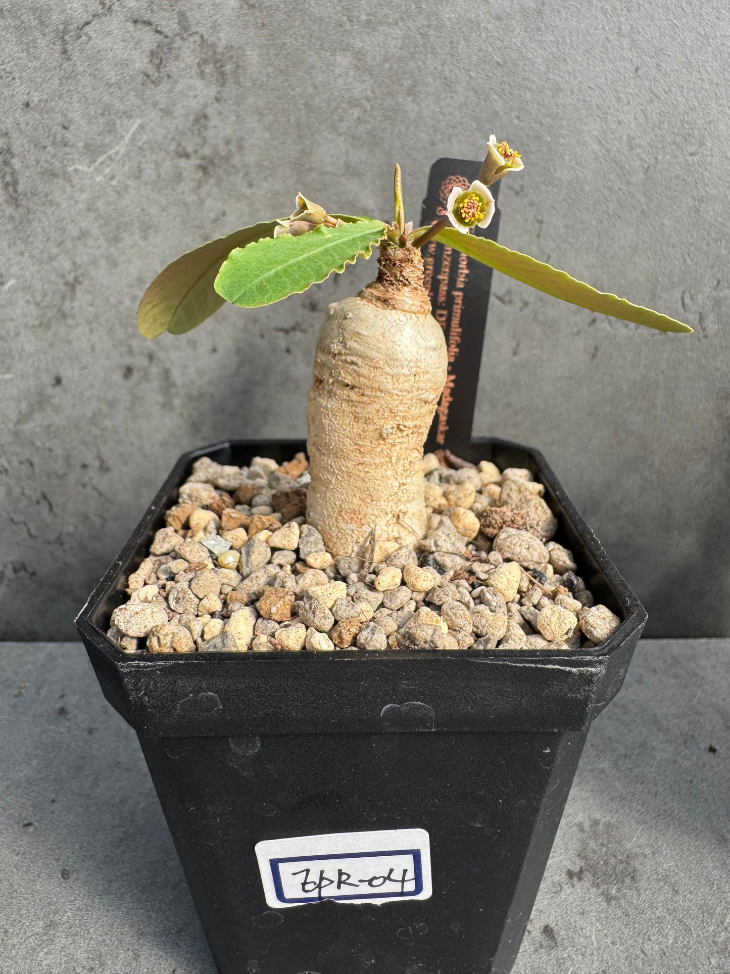 Euphorbia primulifolia