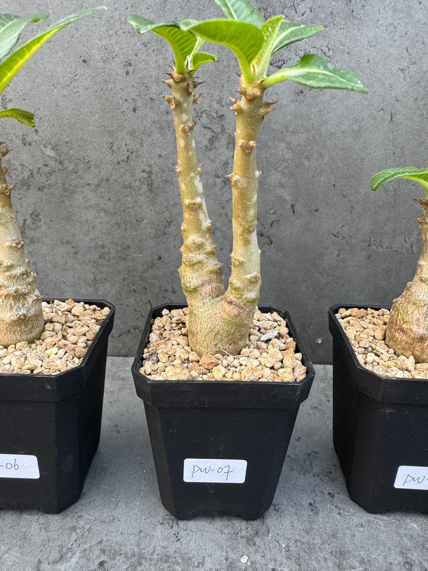 Pachypodium windsorii