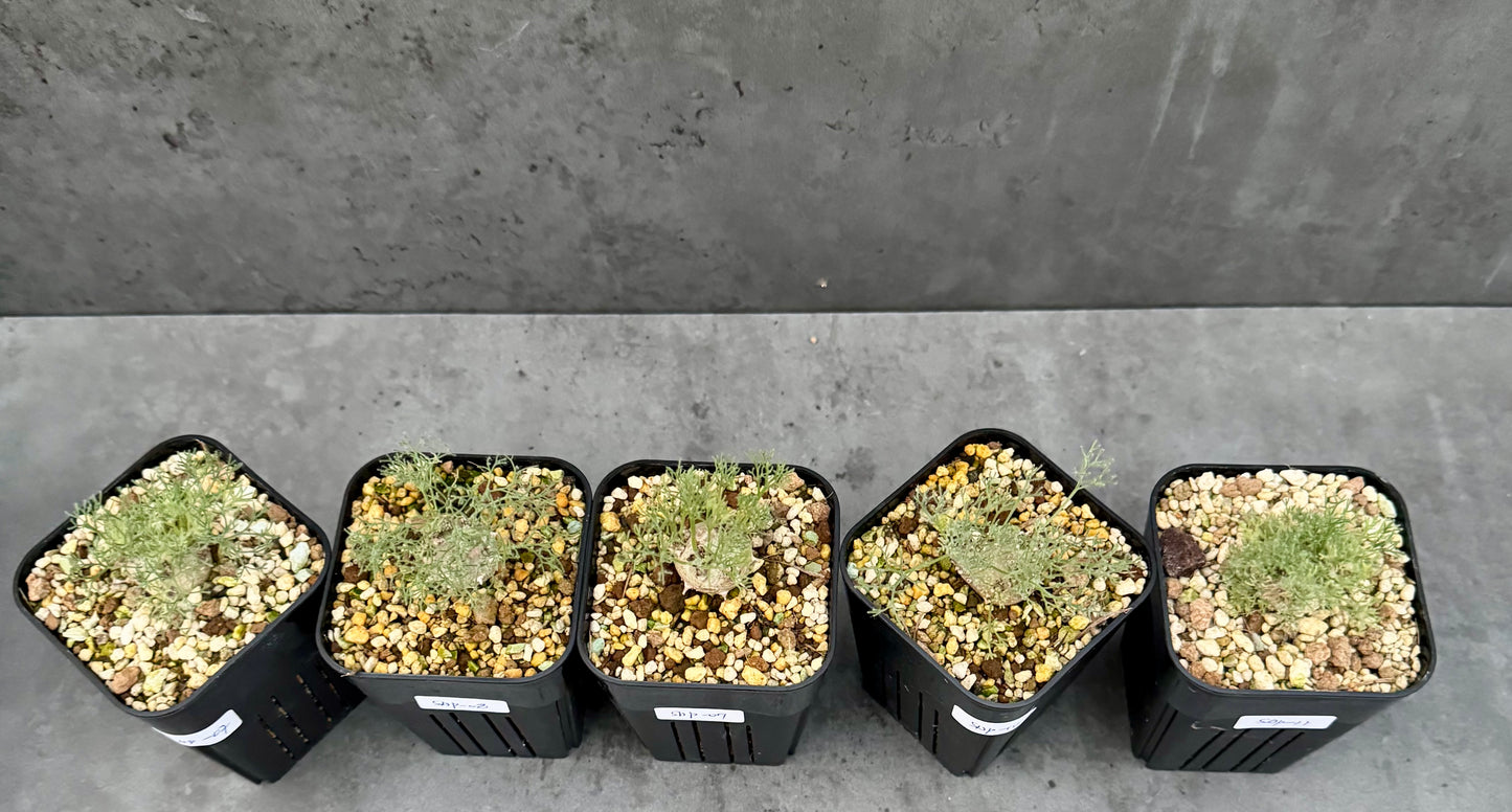 Sarcocaulon peniculinum