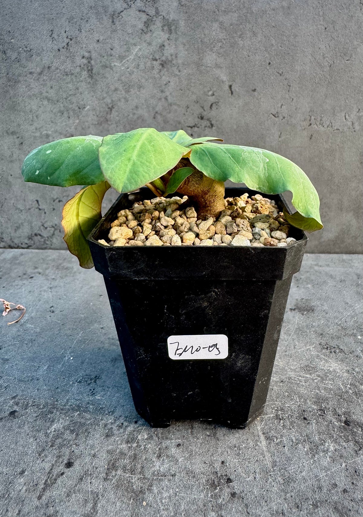 Euphorbia moratii