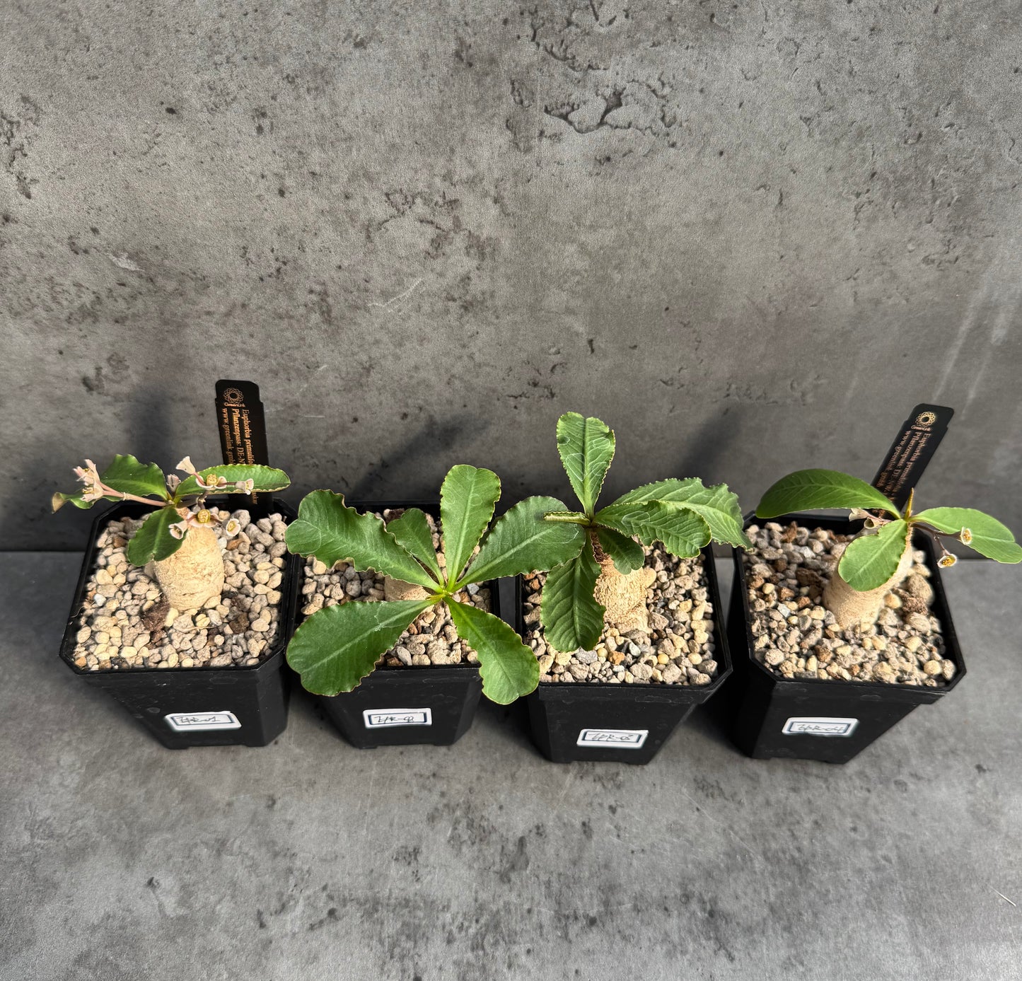 Euphorbia primulifolia
