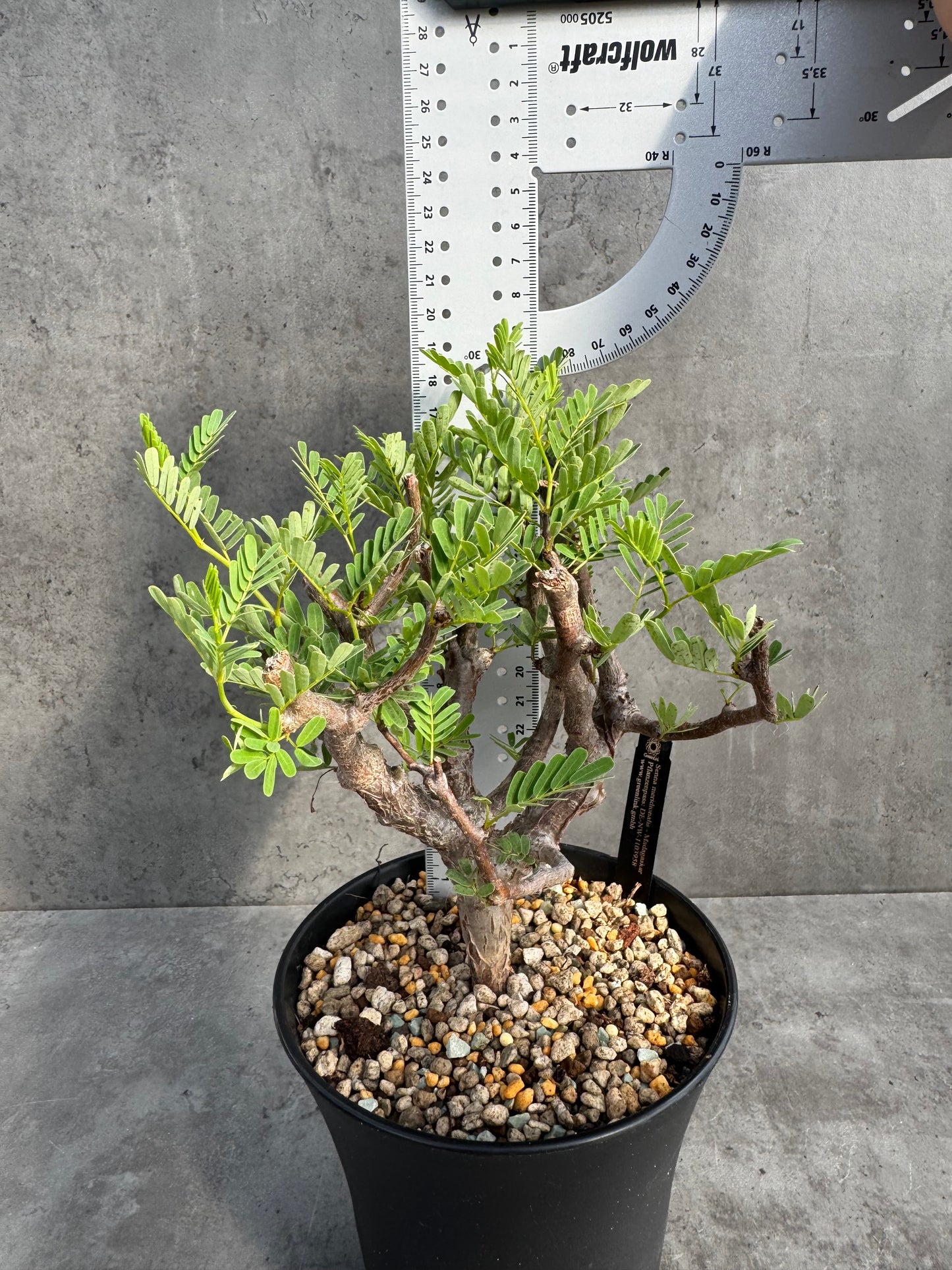 Senna meridionalis