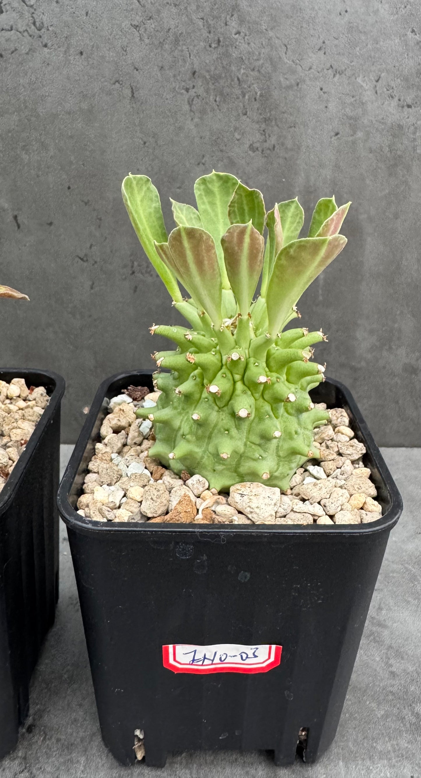 Euphorbia neoreflexa