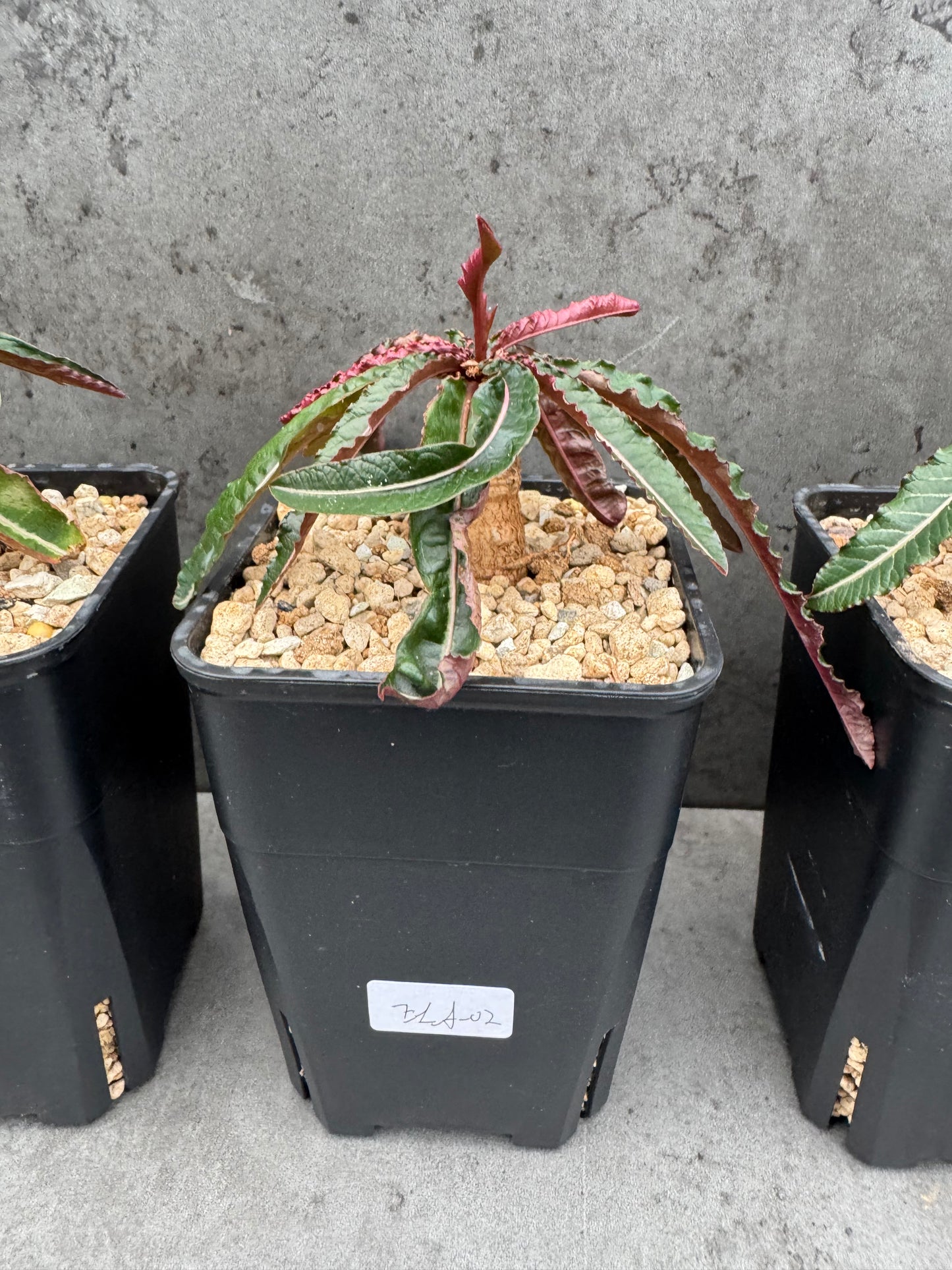 Euphorbia labatii