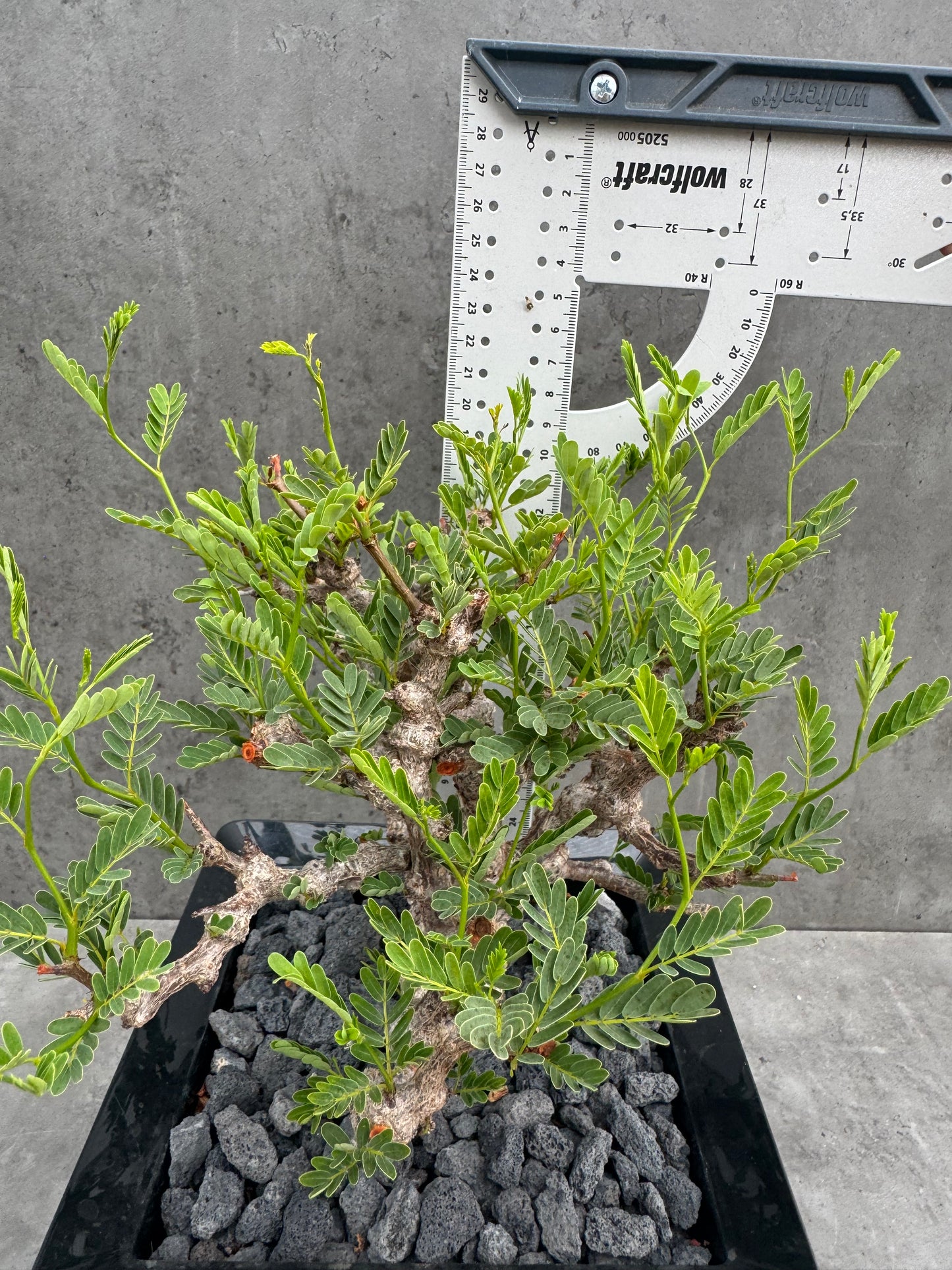 Senna meridionalis - ein exklusives Exemplar!