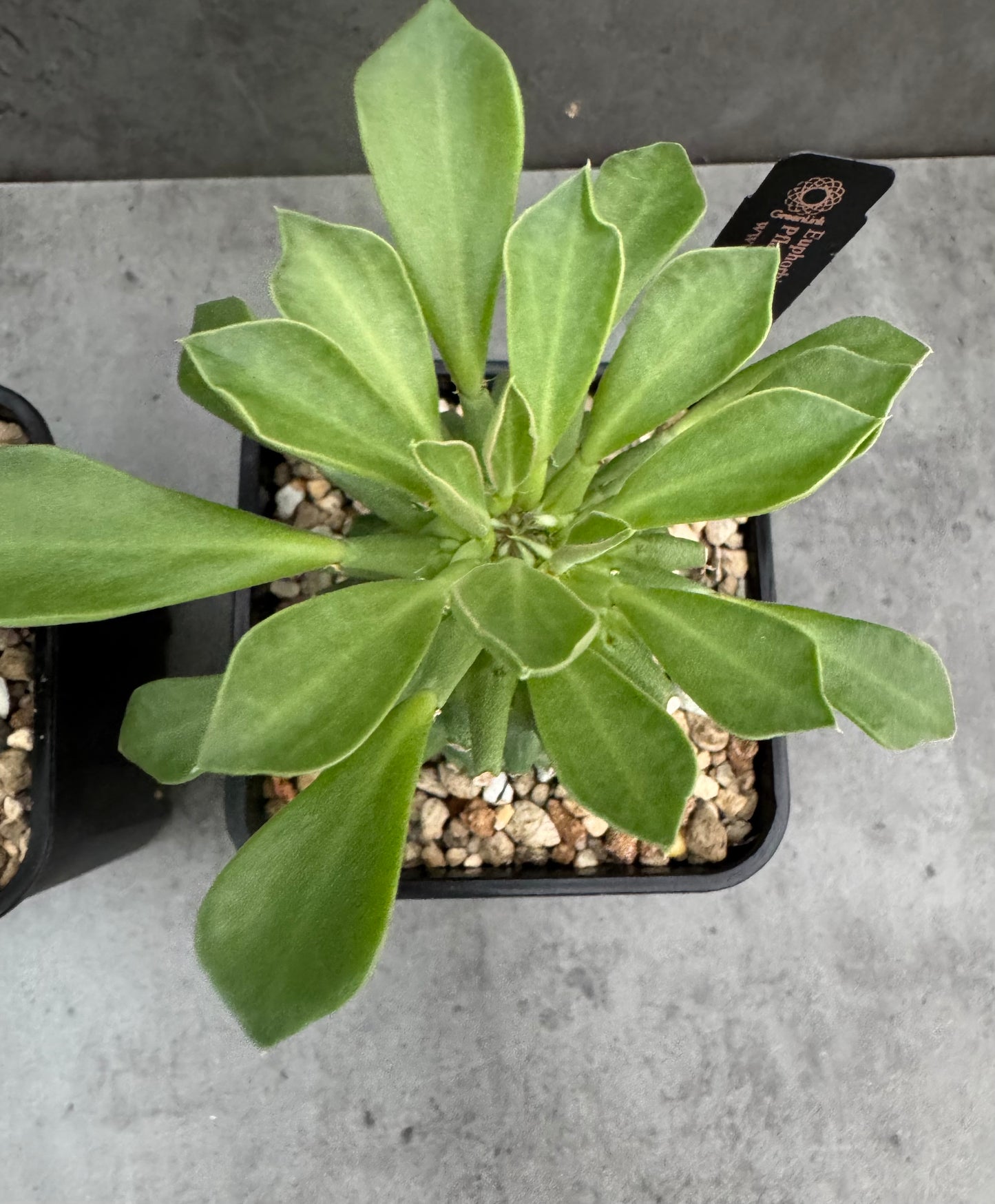 Euphorbia neoreflexa