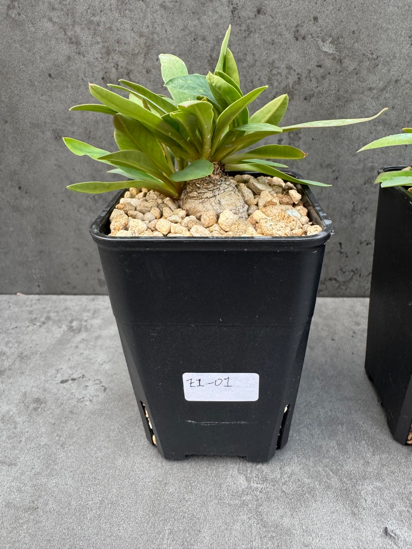 Euphorbia itremensis