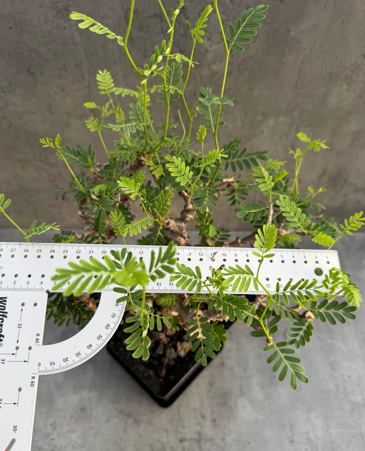 Senna meridionalis XXL - ein exklusives Exemplar! (XXL-04)