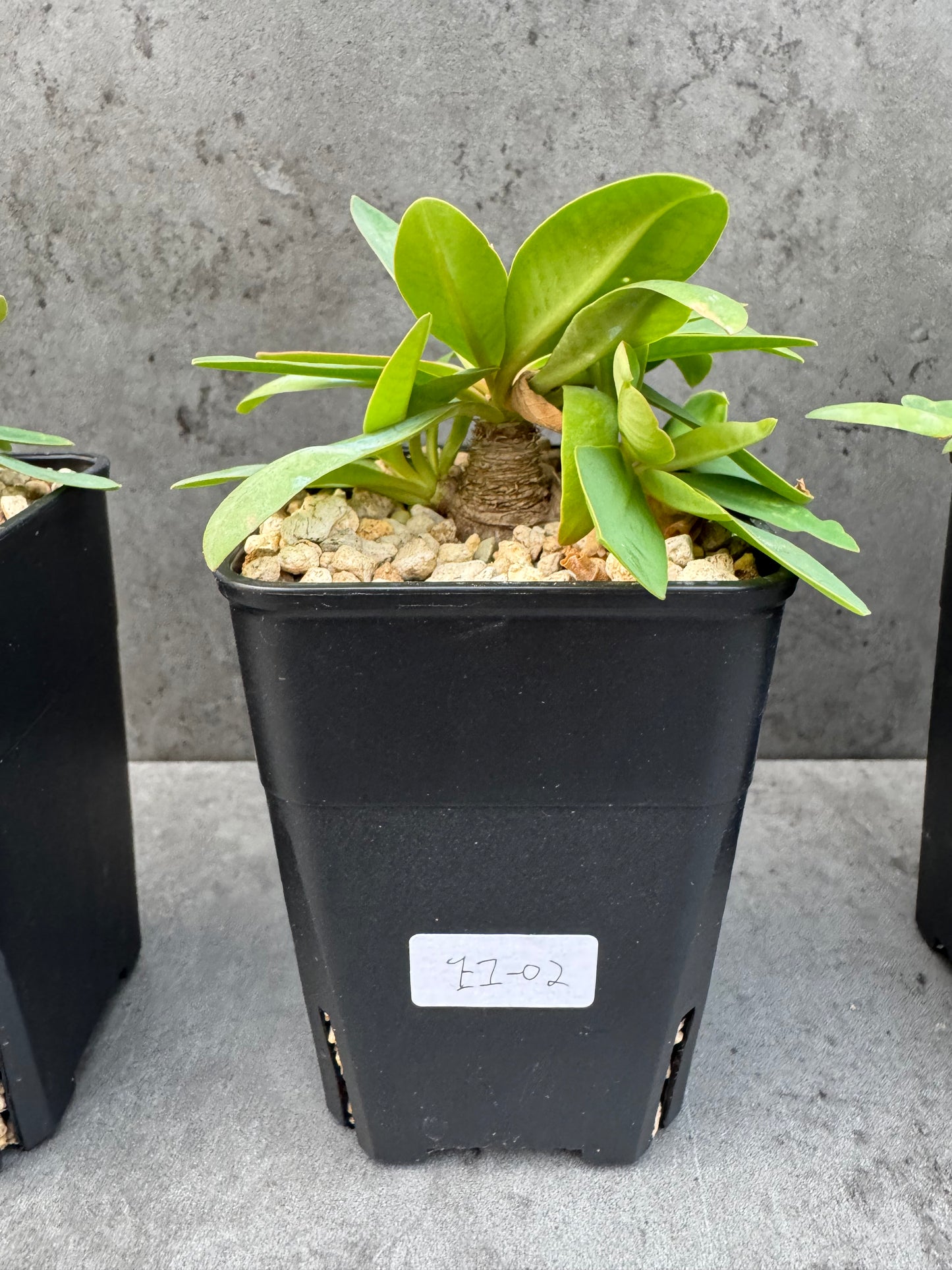Euphorbia itremensis