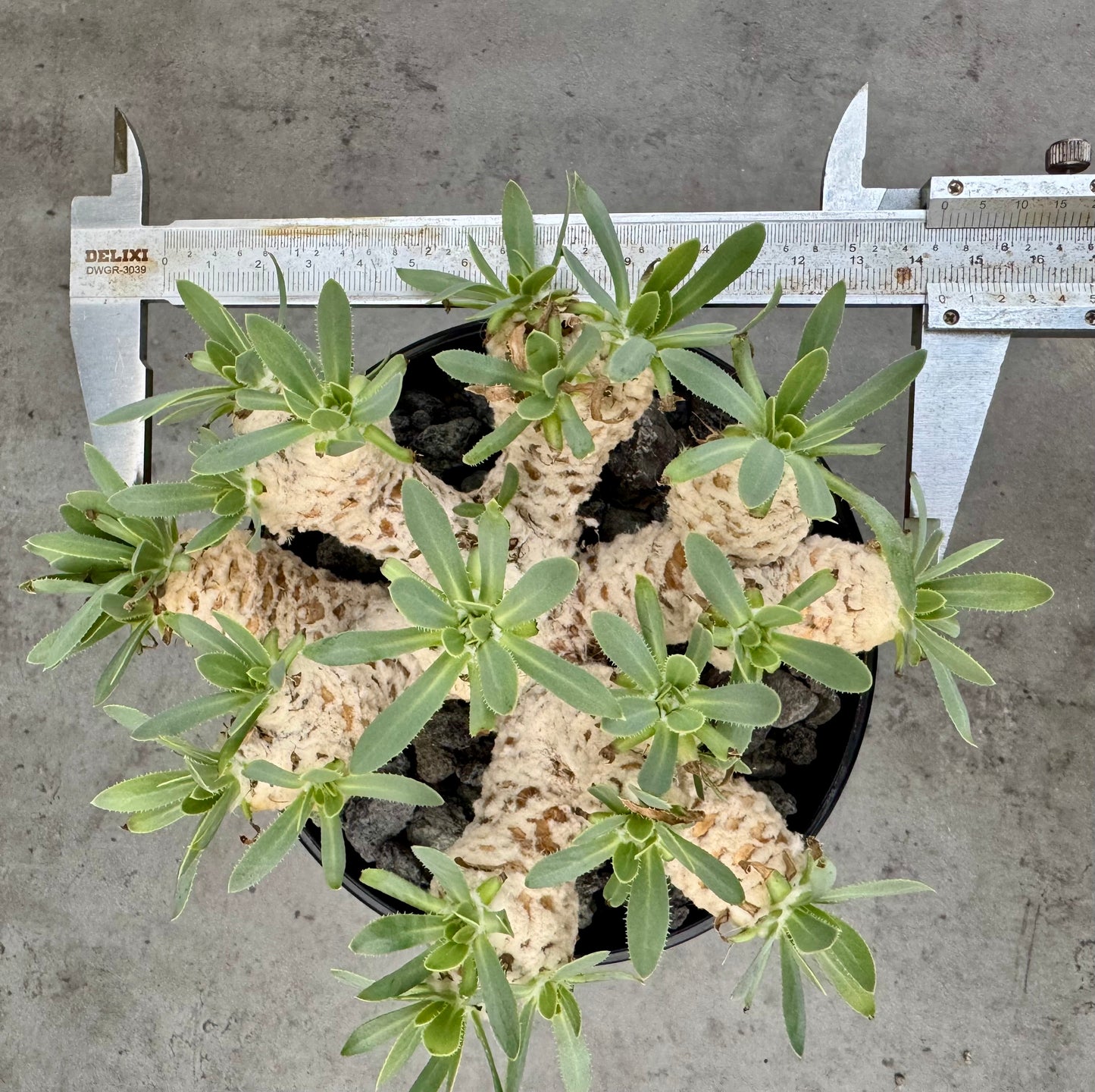 Othonna retrorsa- Riesenmutterpflanzen