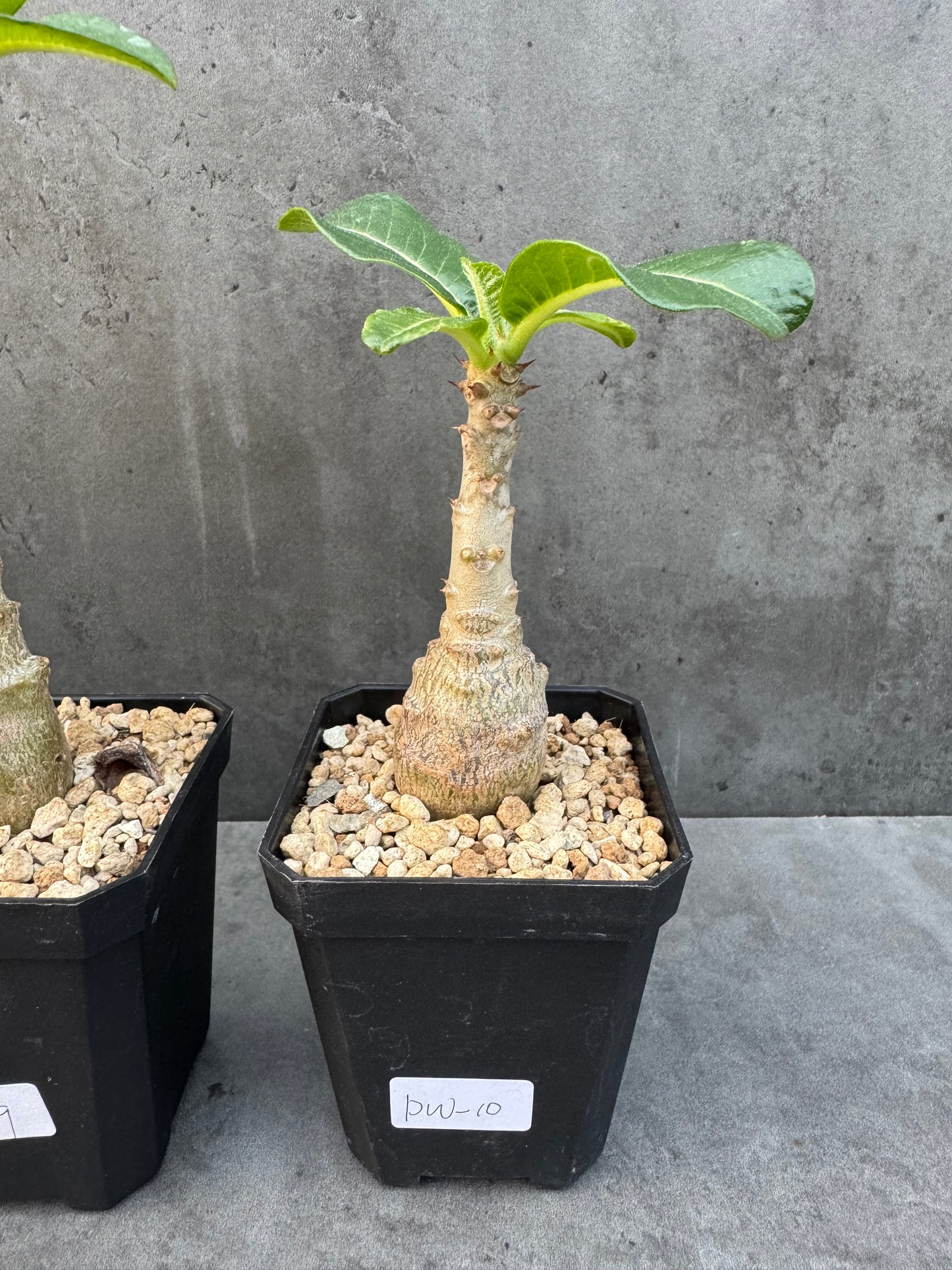 Pachypodium windsorii