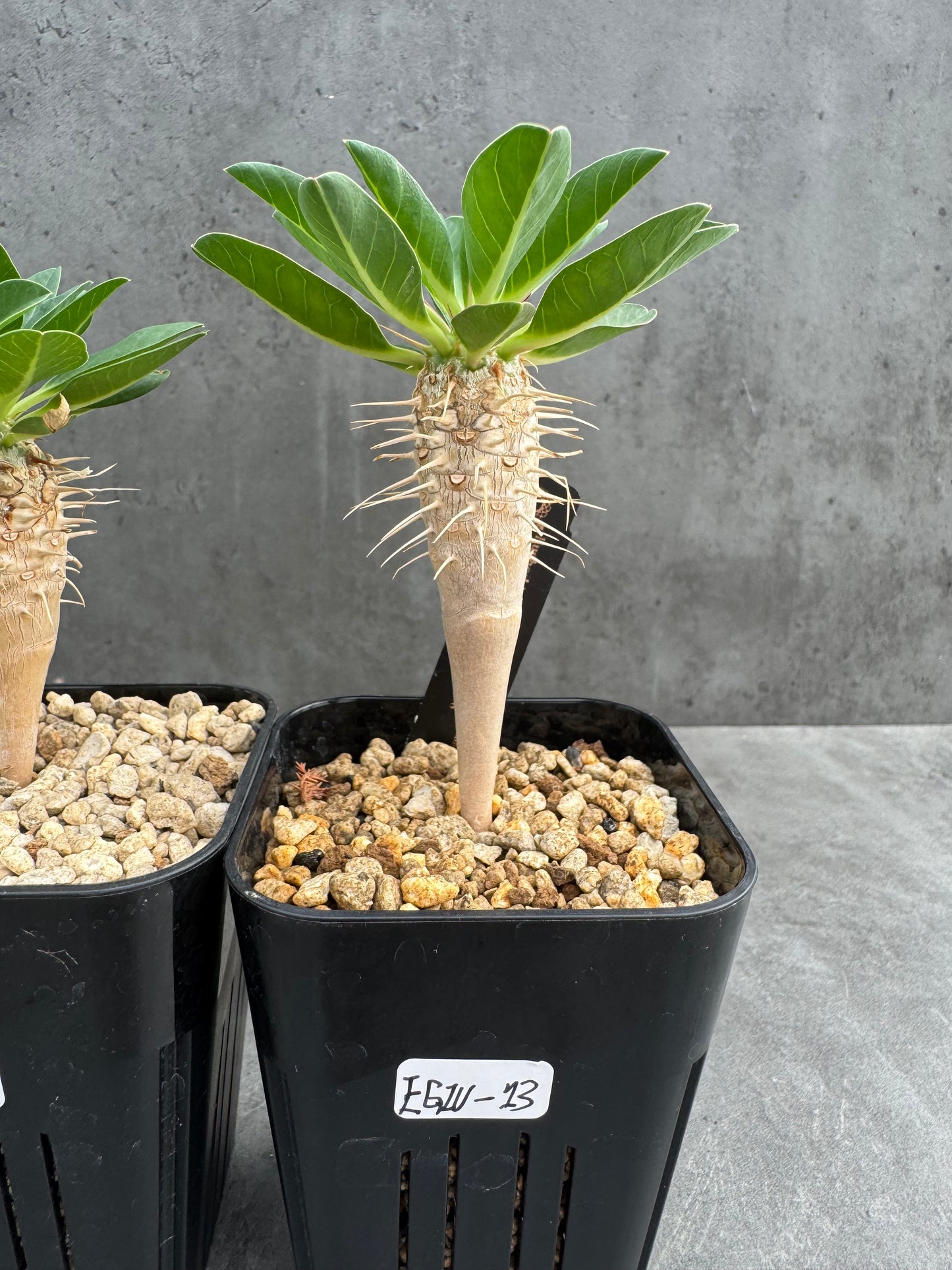 Euphorbia guillauminiana