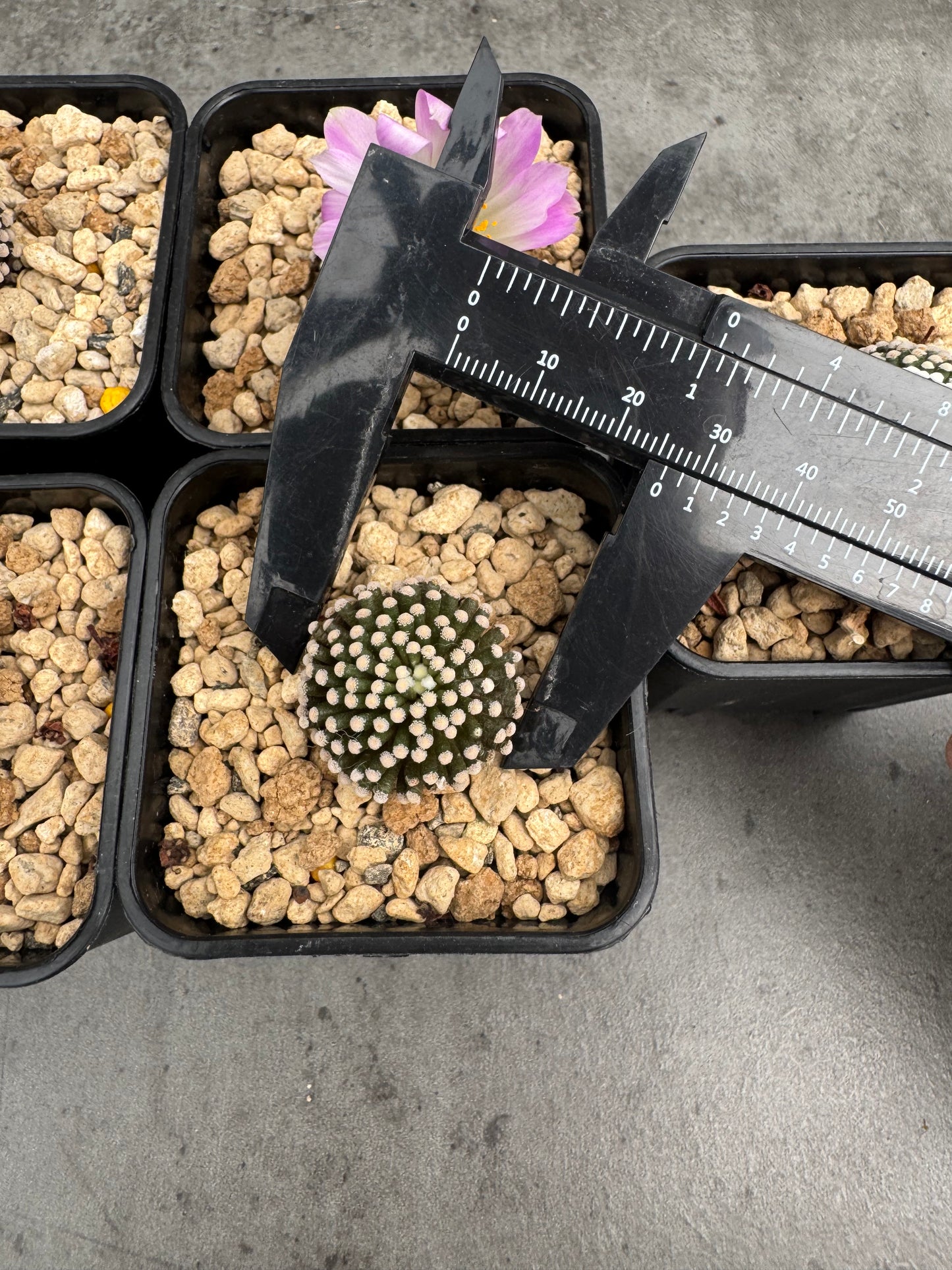 Mammillaria luethyi - wurzelecht