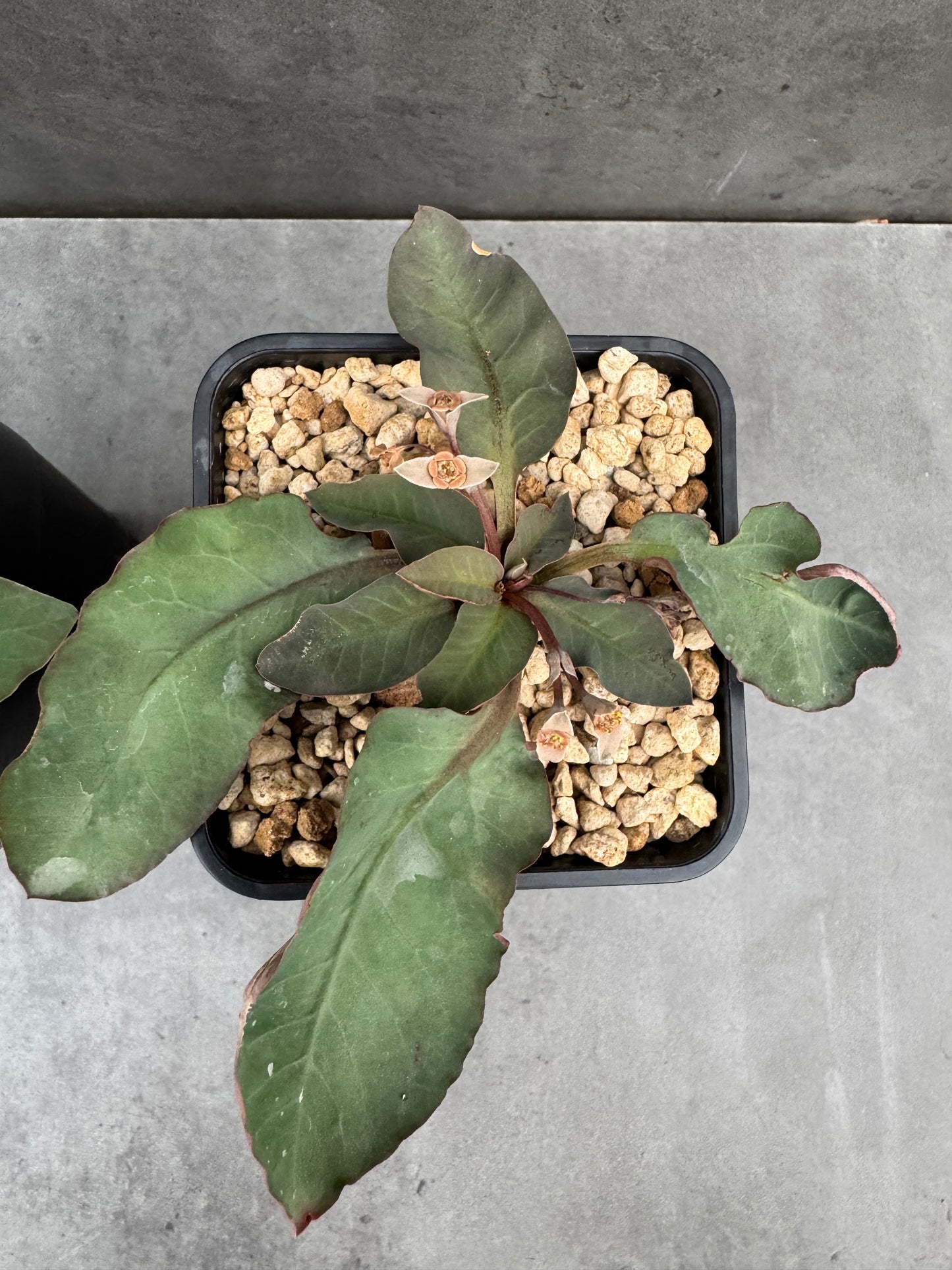 Euphorbia moratii - Rarität aus Madagaskar