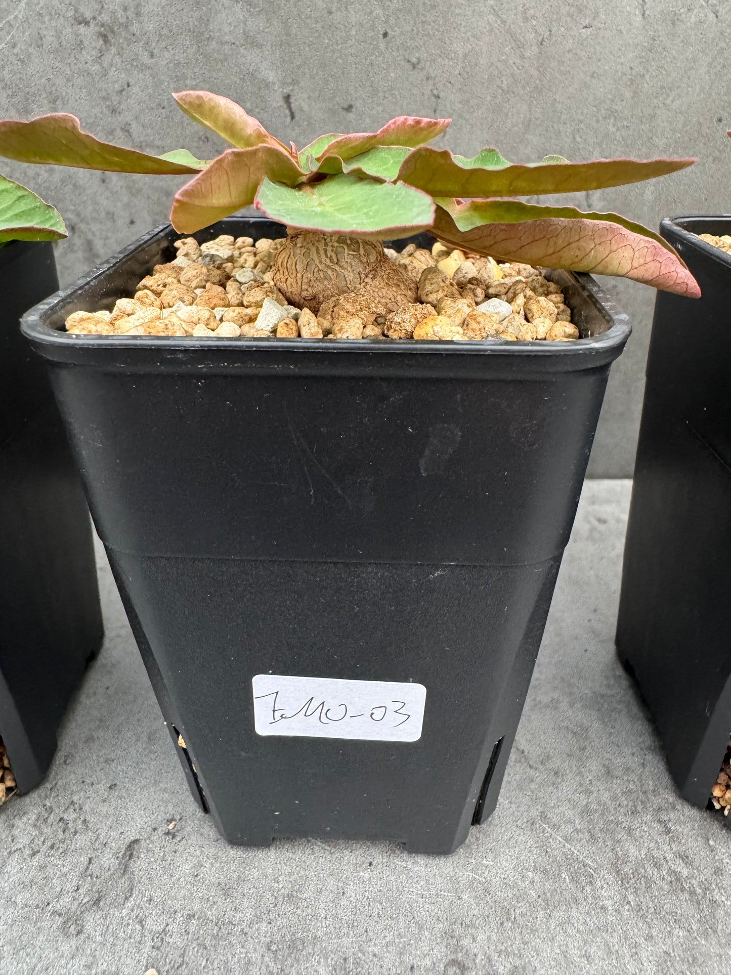 Euphorbia moratii - Rarität aus Madagaskar