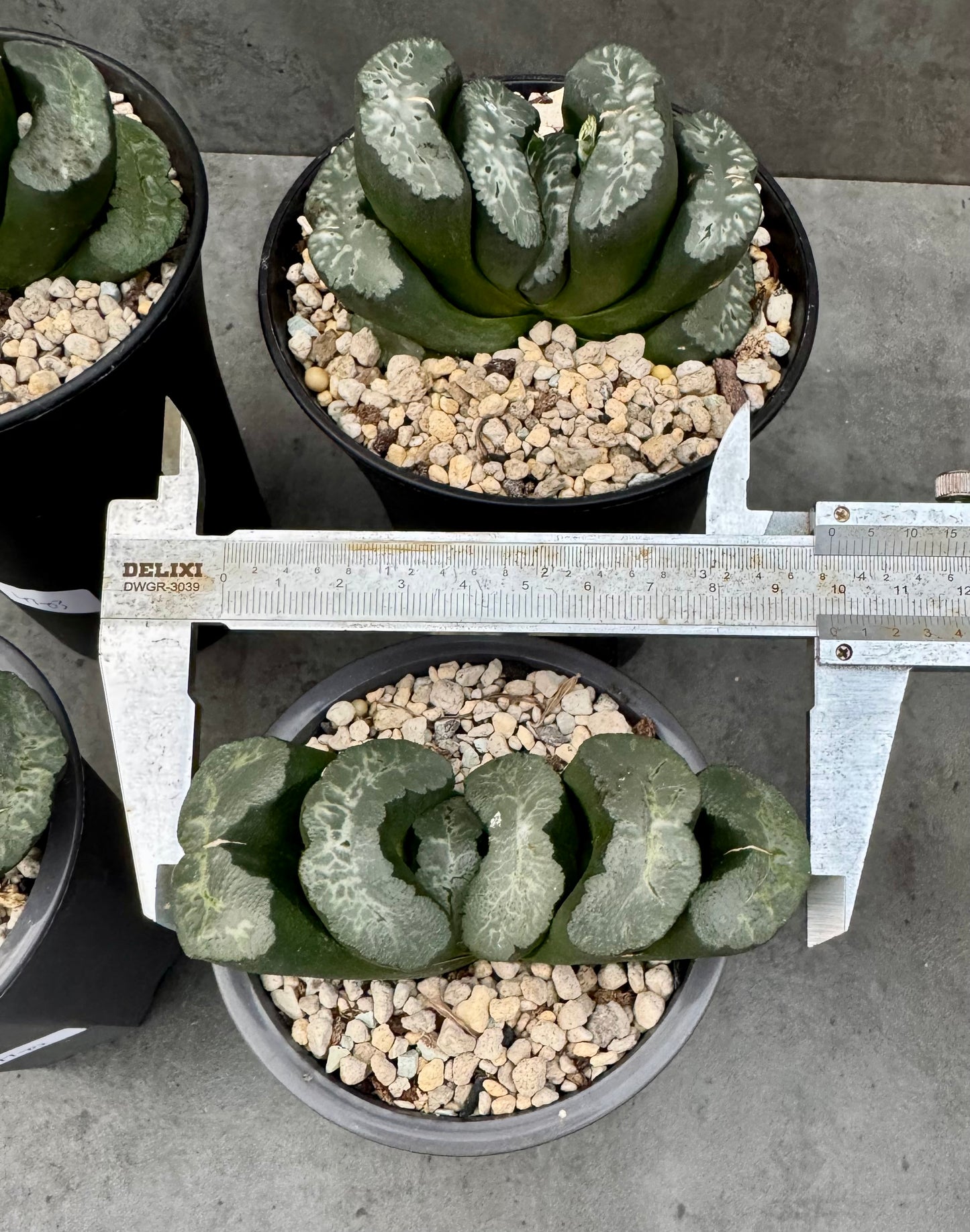 Haworthia truncata cv. Aoigozen