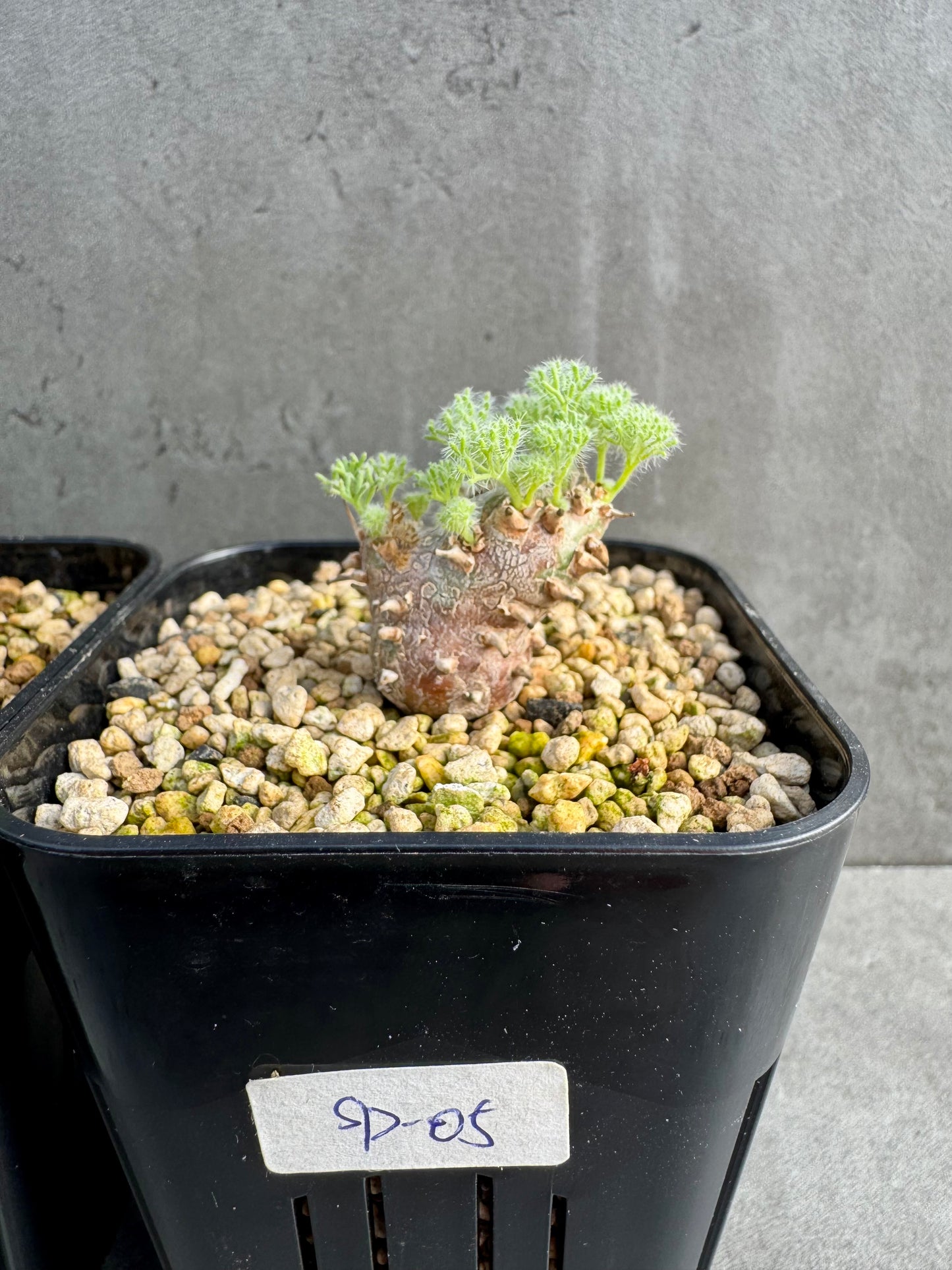 Sarcocaulon peniculinum