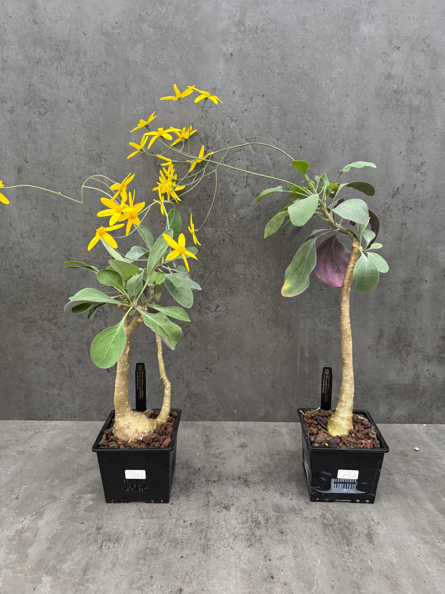 Othonna triplinervia