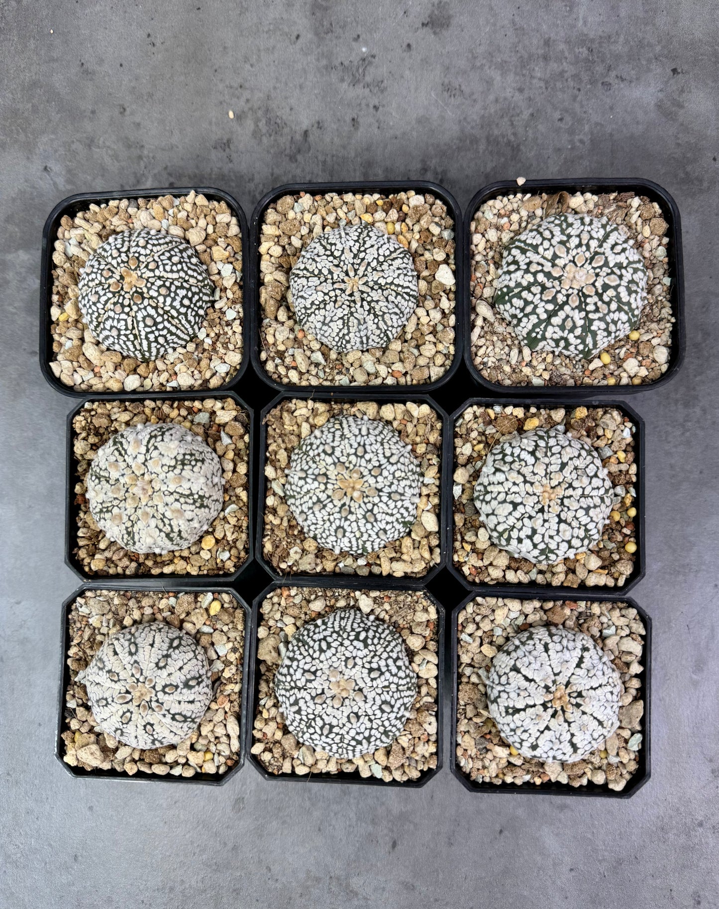 Astrophytum asterias super kabuto - Superselektion