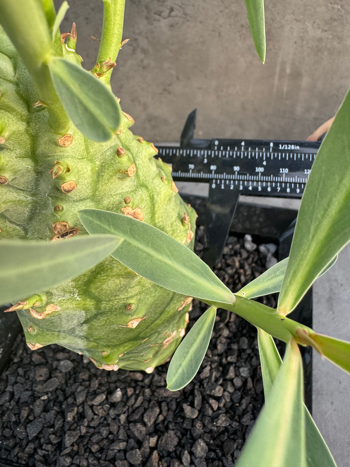 Euphorbia monteiroi – Angola Form (XXL - EM-02)