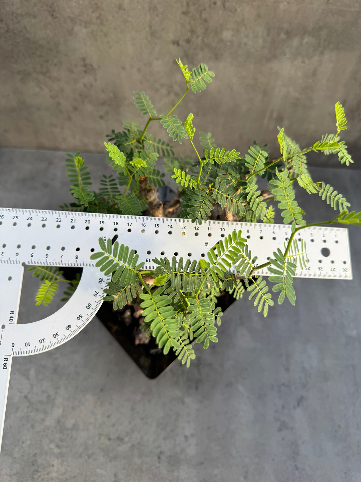 Senna meridionalis - ein exklusives Exemplar!