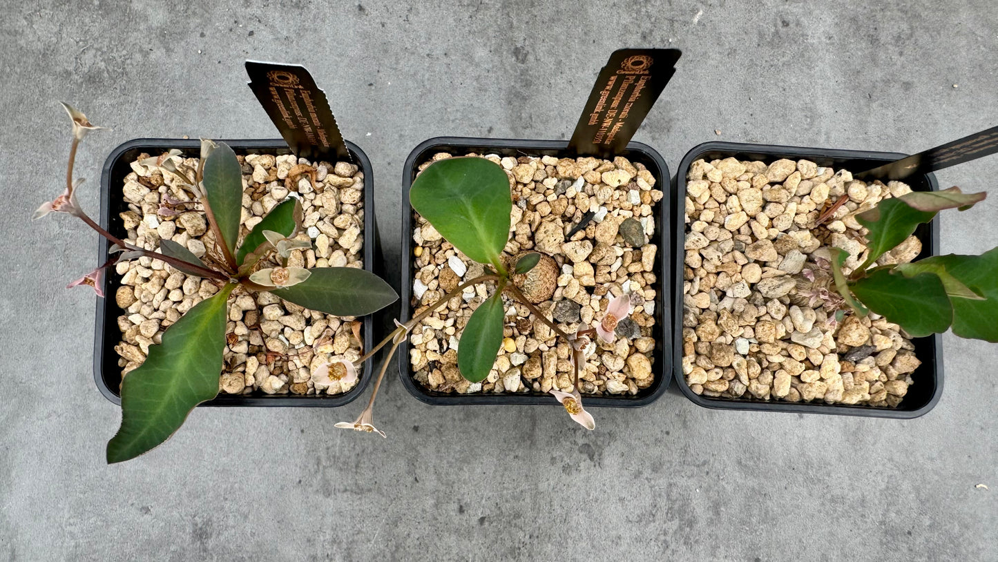Euphorbia moratii