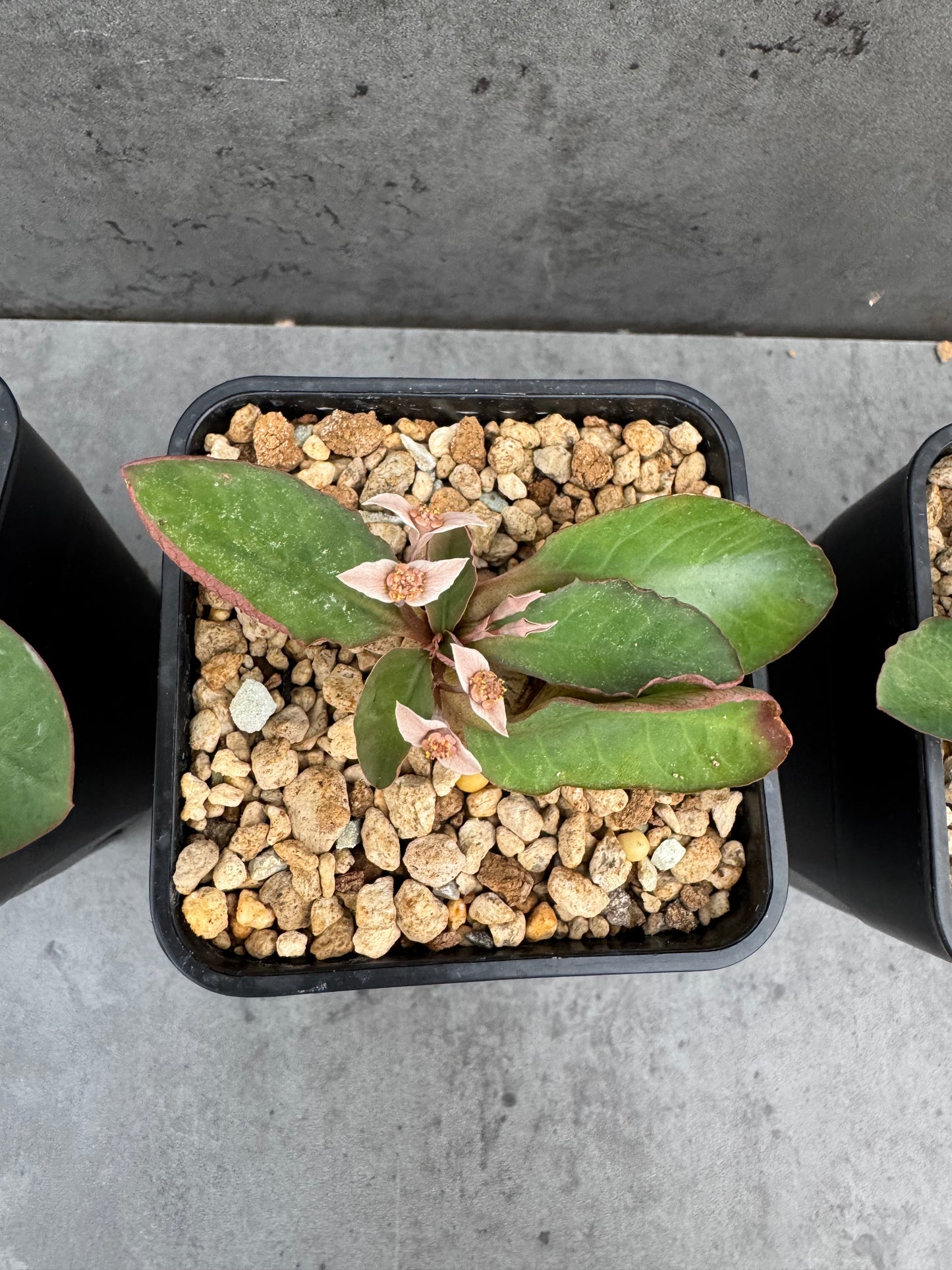 Euphorbia moratii - Rarität aus Madagaskar