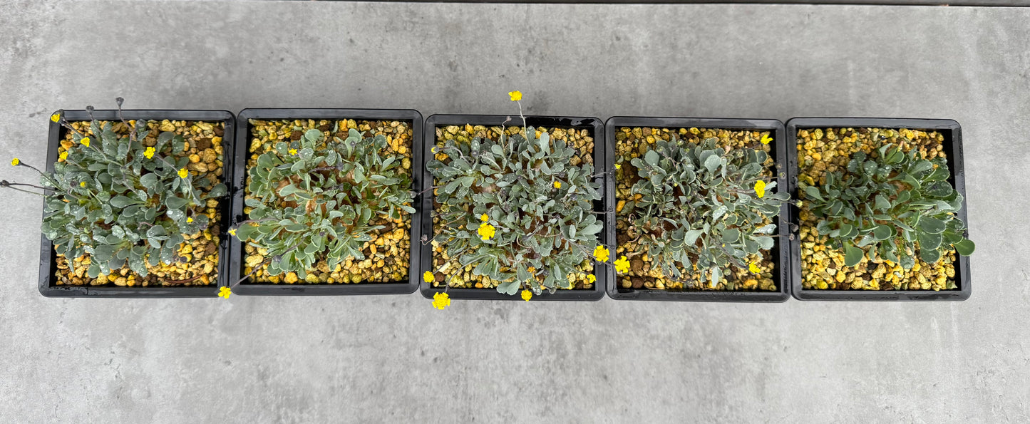 Othonna cacalioides - XXL Exemplar