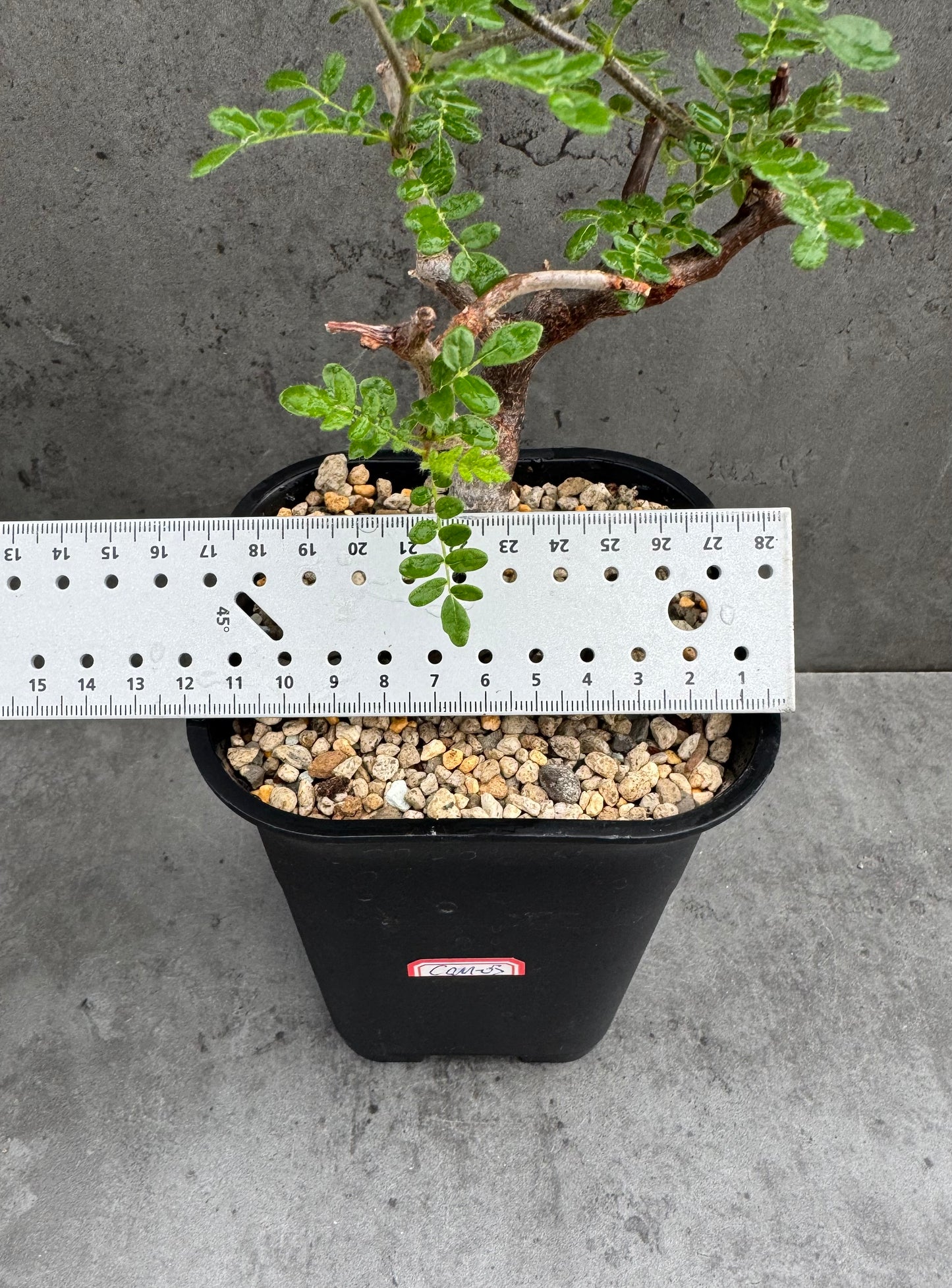 commiphora monstruosa