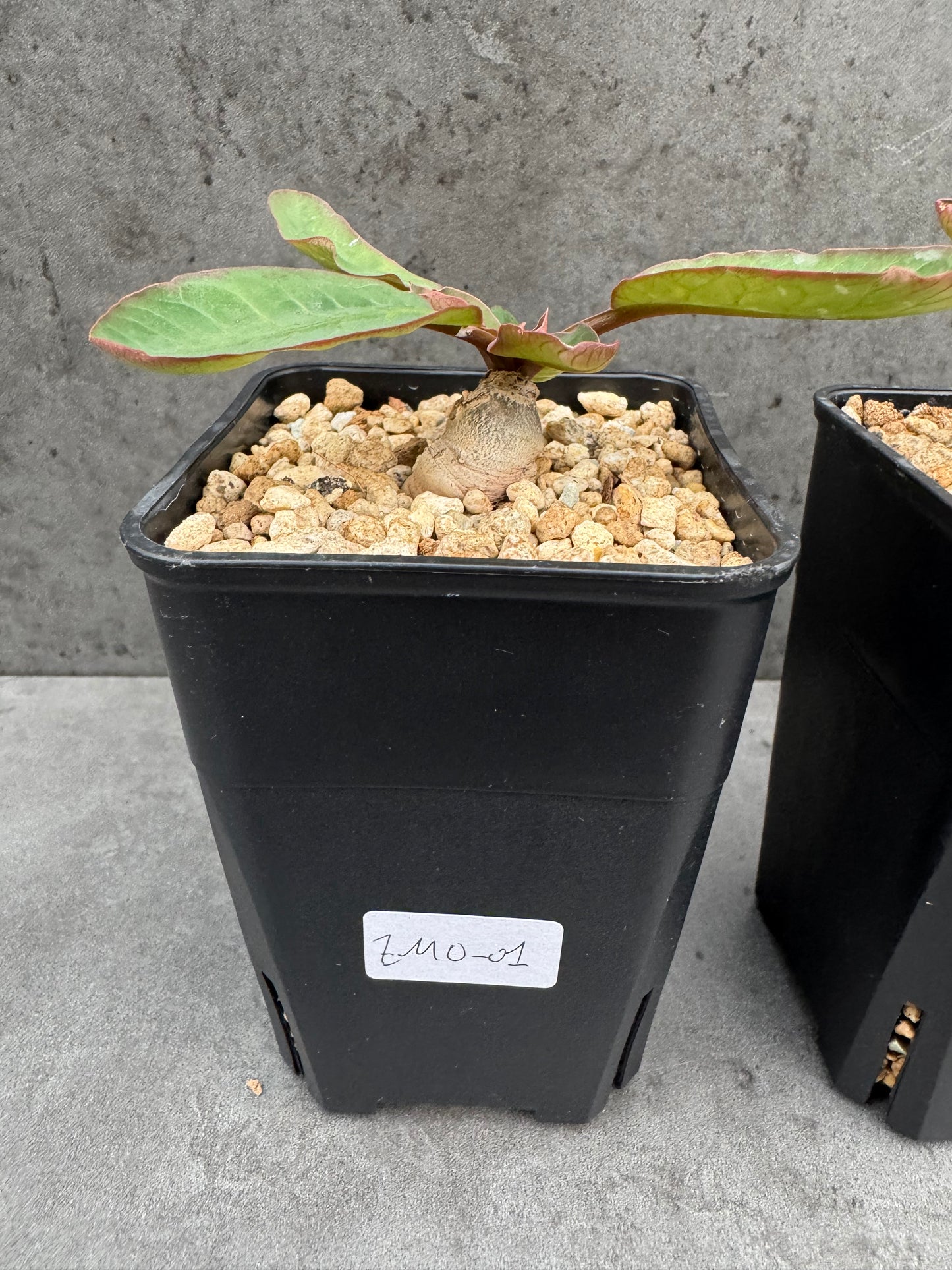 Euphorbia moratii - Rarität aus Madagaskar