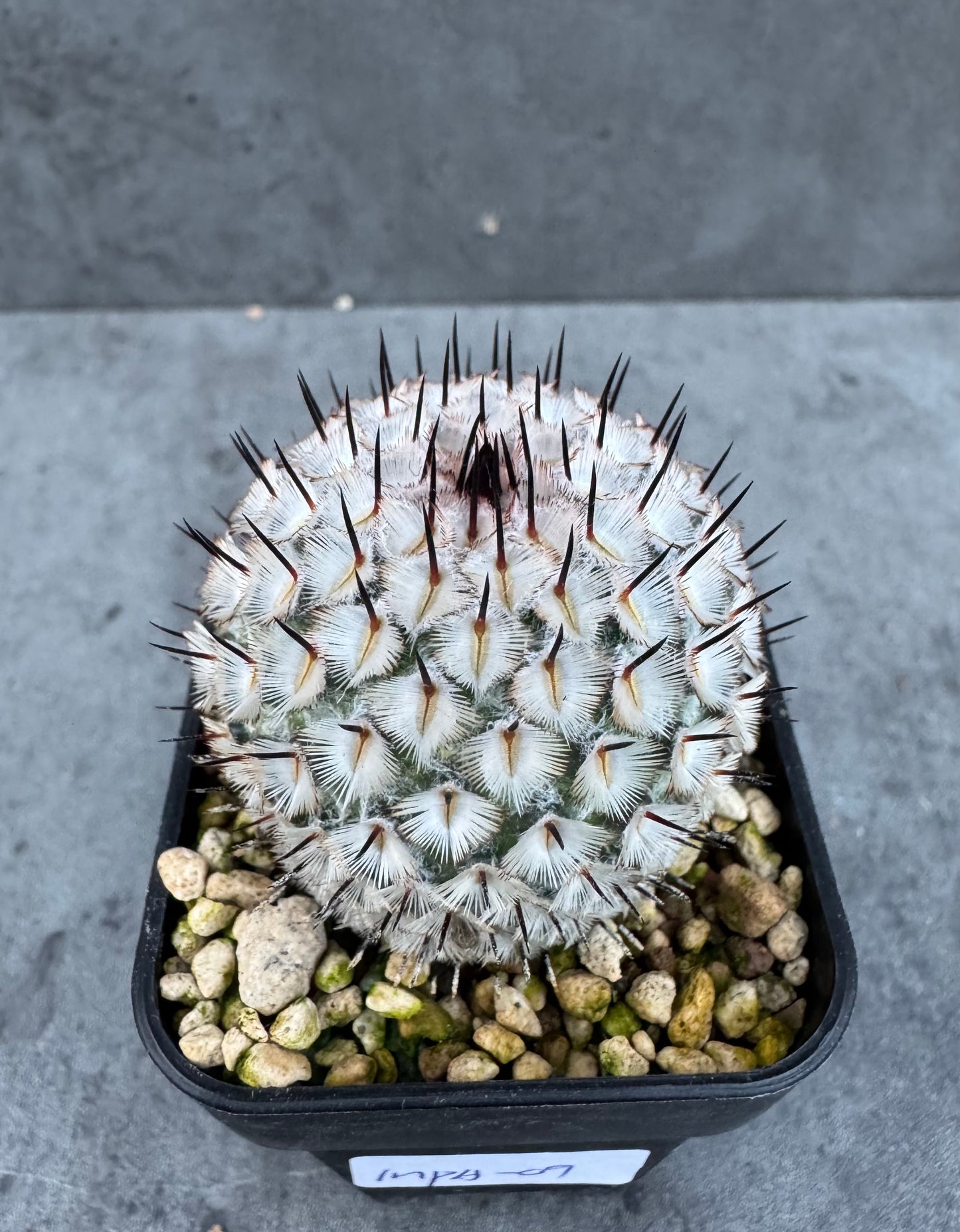 Mammillaria perezdelarosae subsp. andersonii