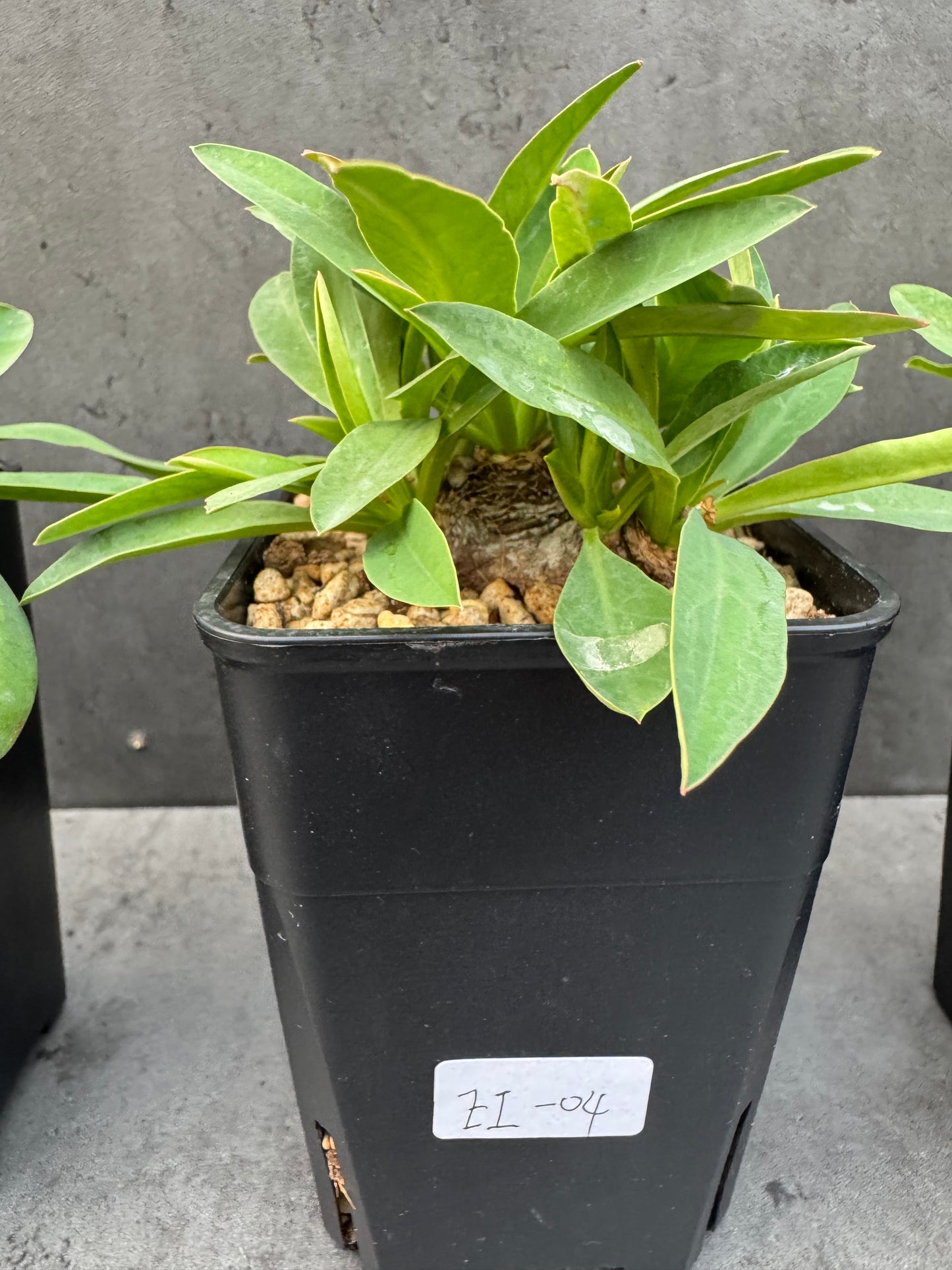 Euphorbia itremensis