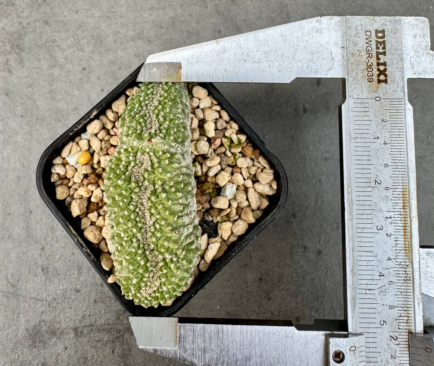 strombocactus disciformis f cristata