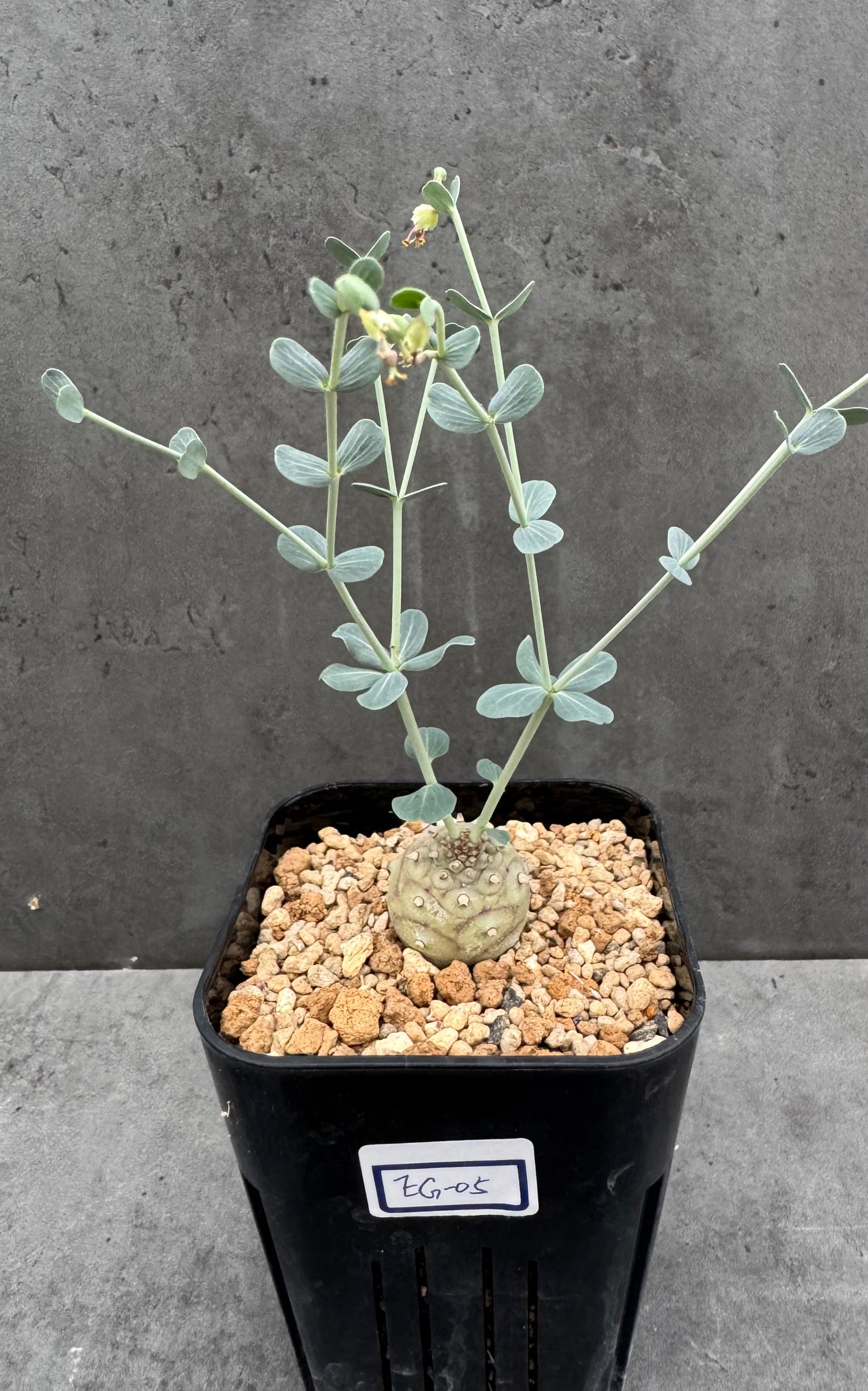 Euphorbia globulicaulis - Blühfähig