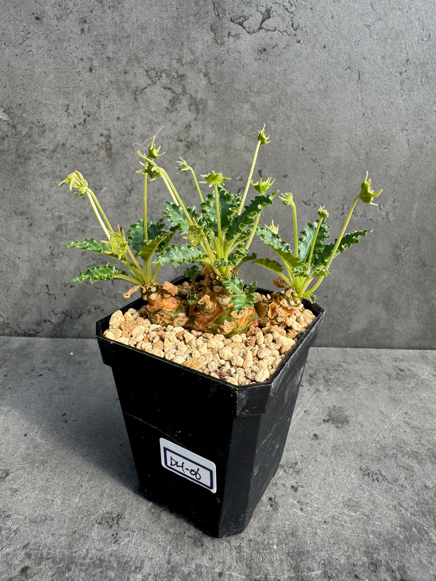 Dorstenia horwoodii