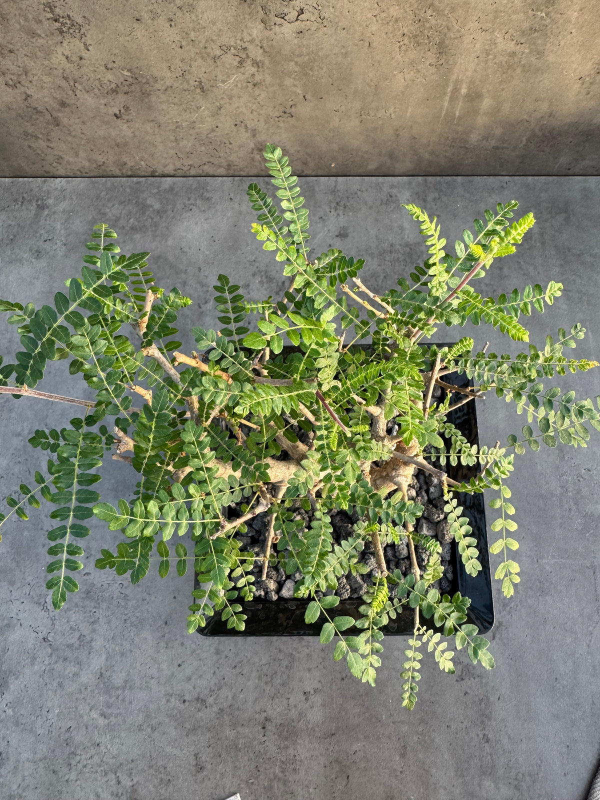 Boswellia neglecta – Afrikanischer Weihrauchbaum - XL Exemplar