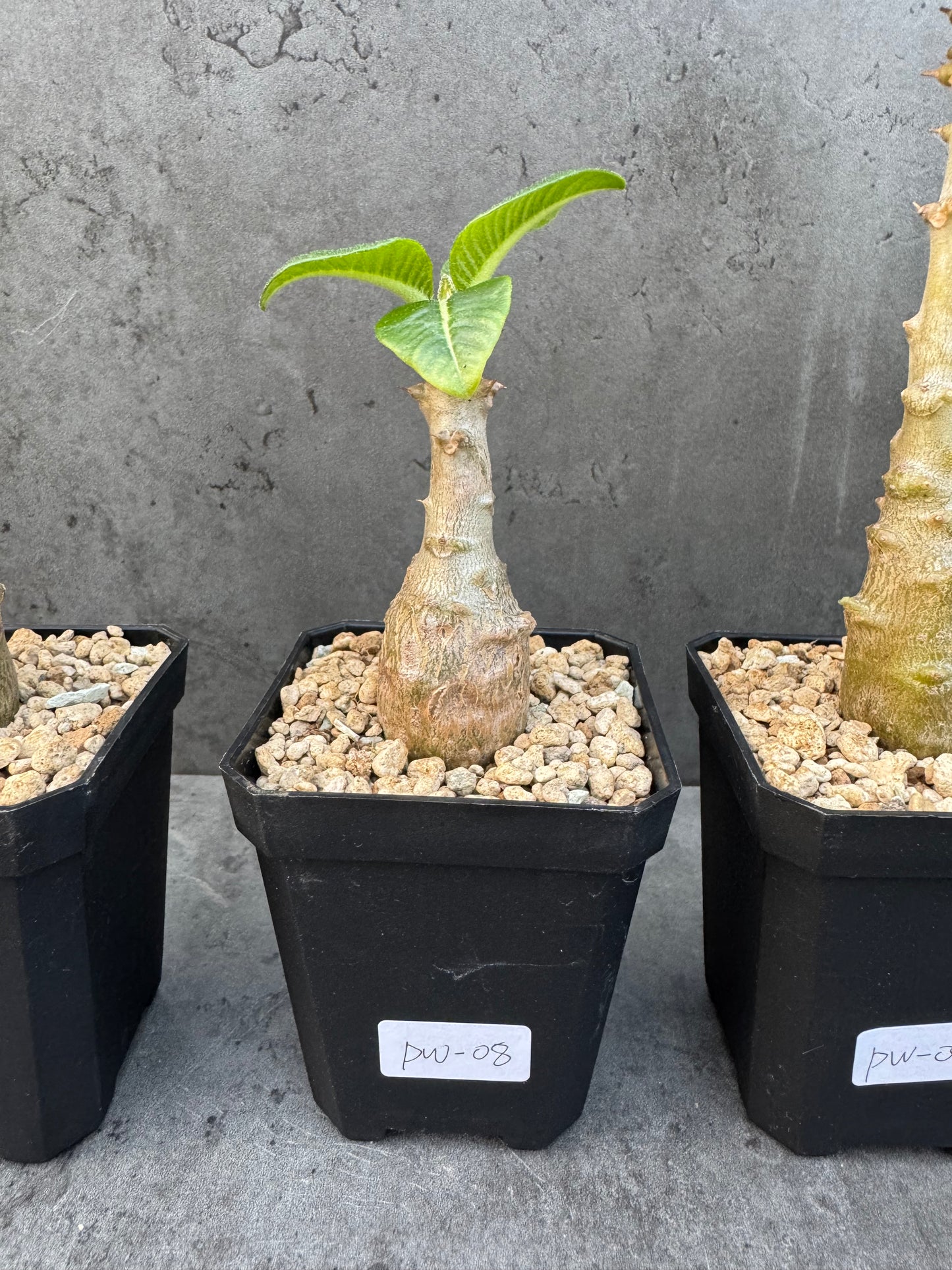 Pachypodium windsorii